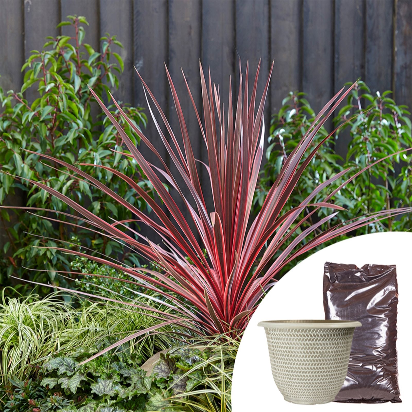 YouGarden Cordyline Charlie Boy with Planter & Compost