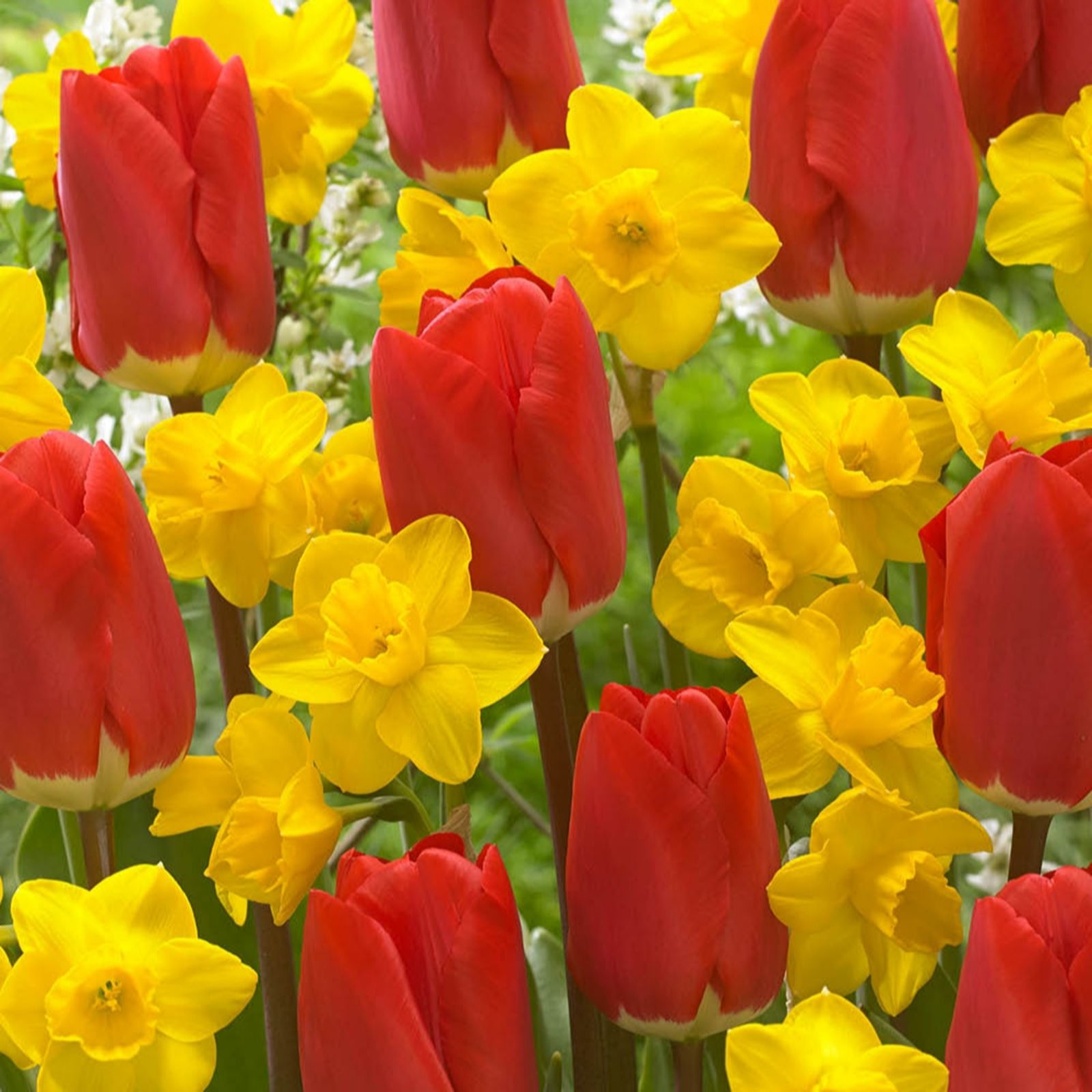 YouGarden 50 Red Tulip & 50 Narcissus Tete a Tete