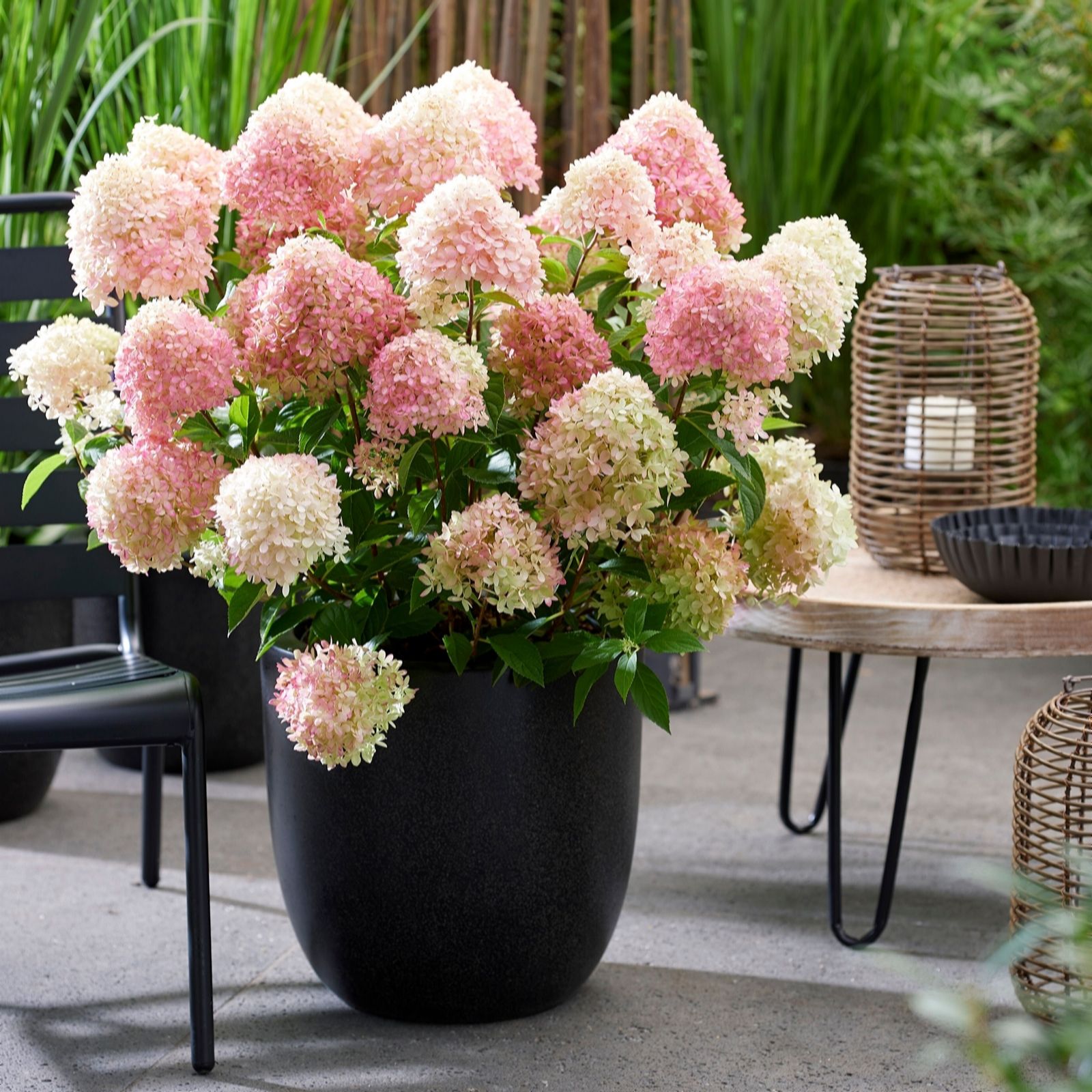Thompson & Morgan Hydrangea Living Little Trio