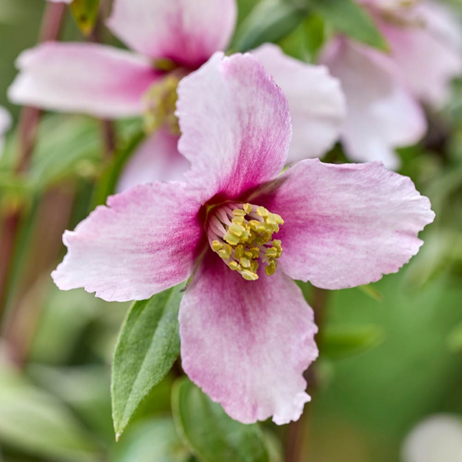 YouGarden Philadelphus Petite Perfume Pink in 9cm Pots x3