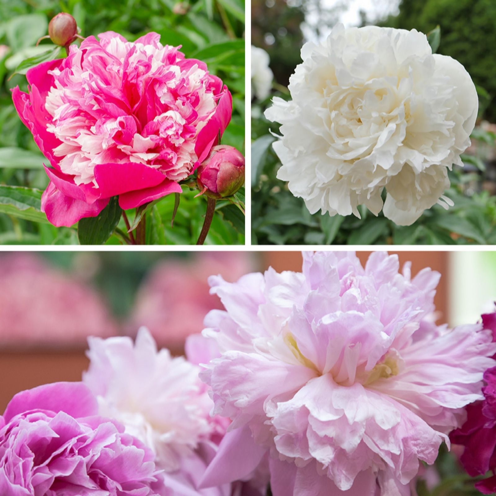 YouGarden Peony Ruffles Bare Root Collection