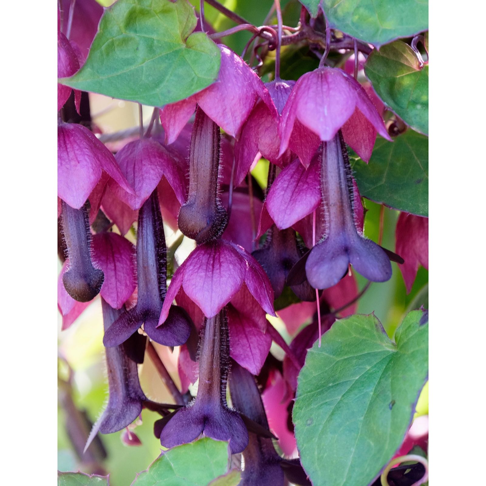 Hayloft Plants Rhodochiton Purple Bells x3 Plants
