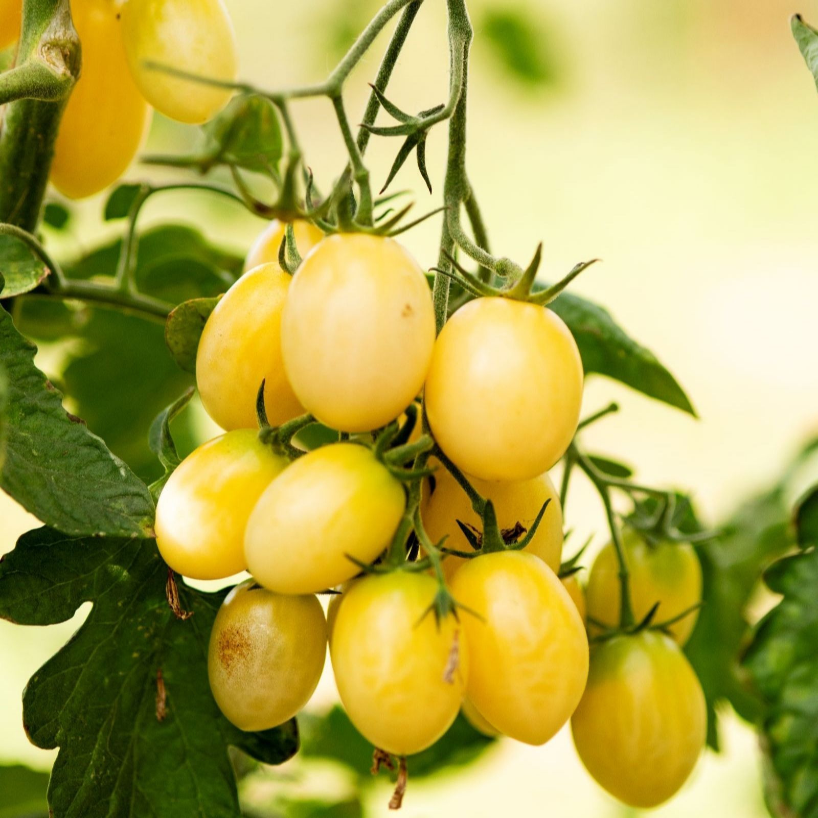 Suttons Tomato Tropic Pearl 9cm Pot x 3