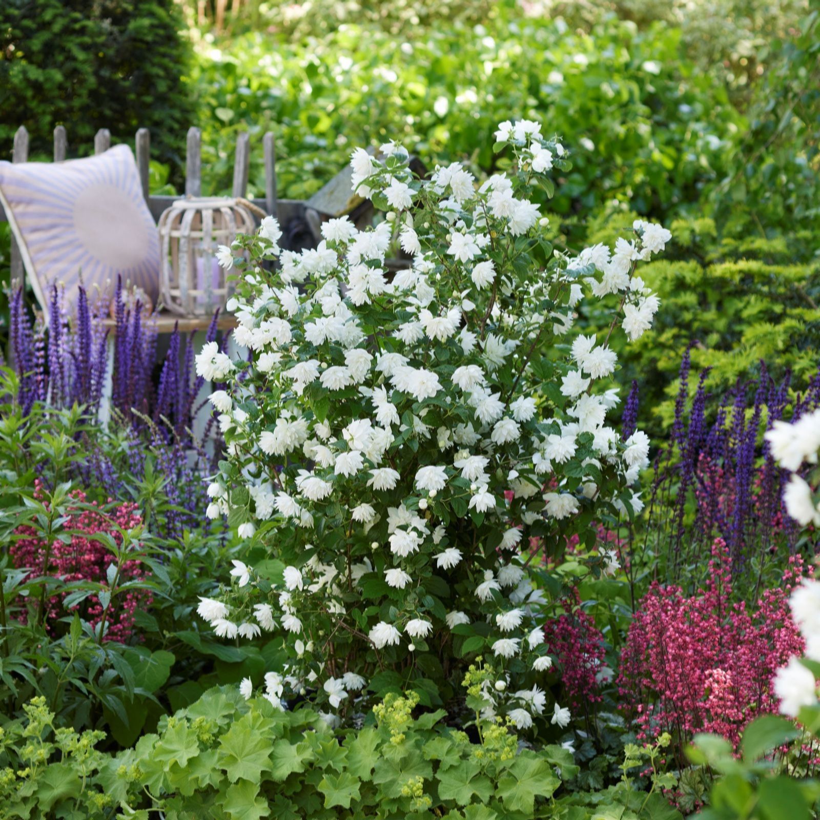 Thompson & Morgan Philadelphus Pearls of Perfume 3L Pot x 1