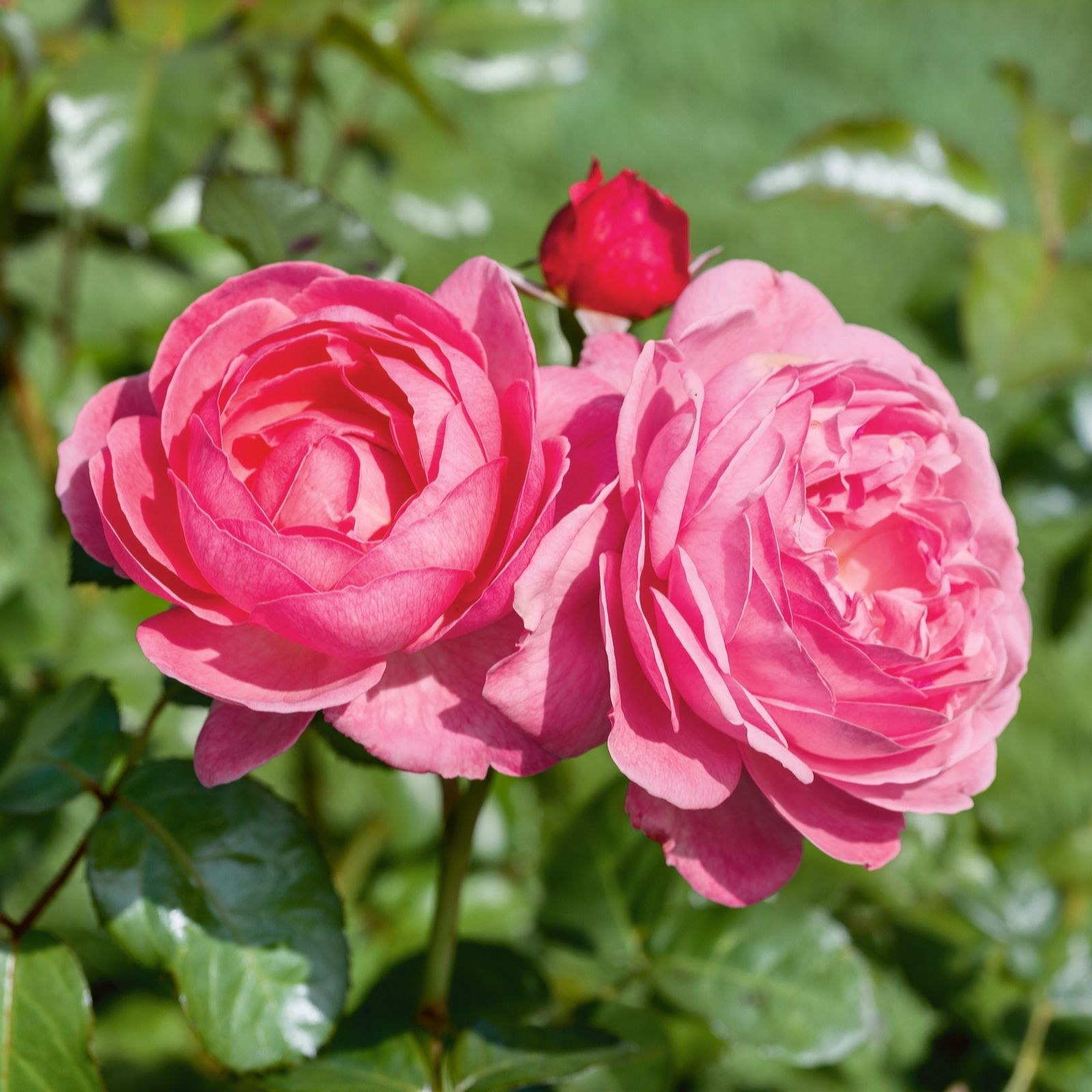 Plants2Gardens Rosa Royal Pink Standard 2L
