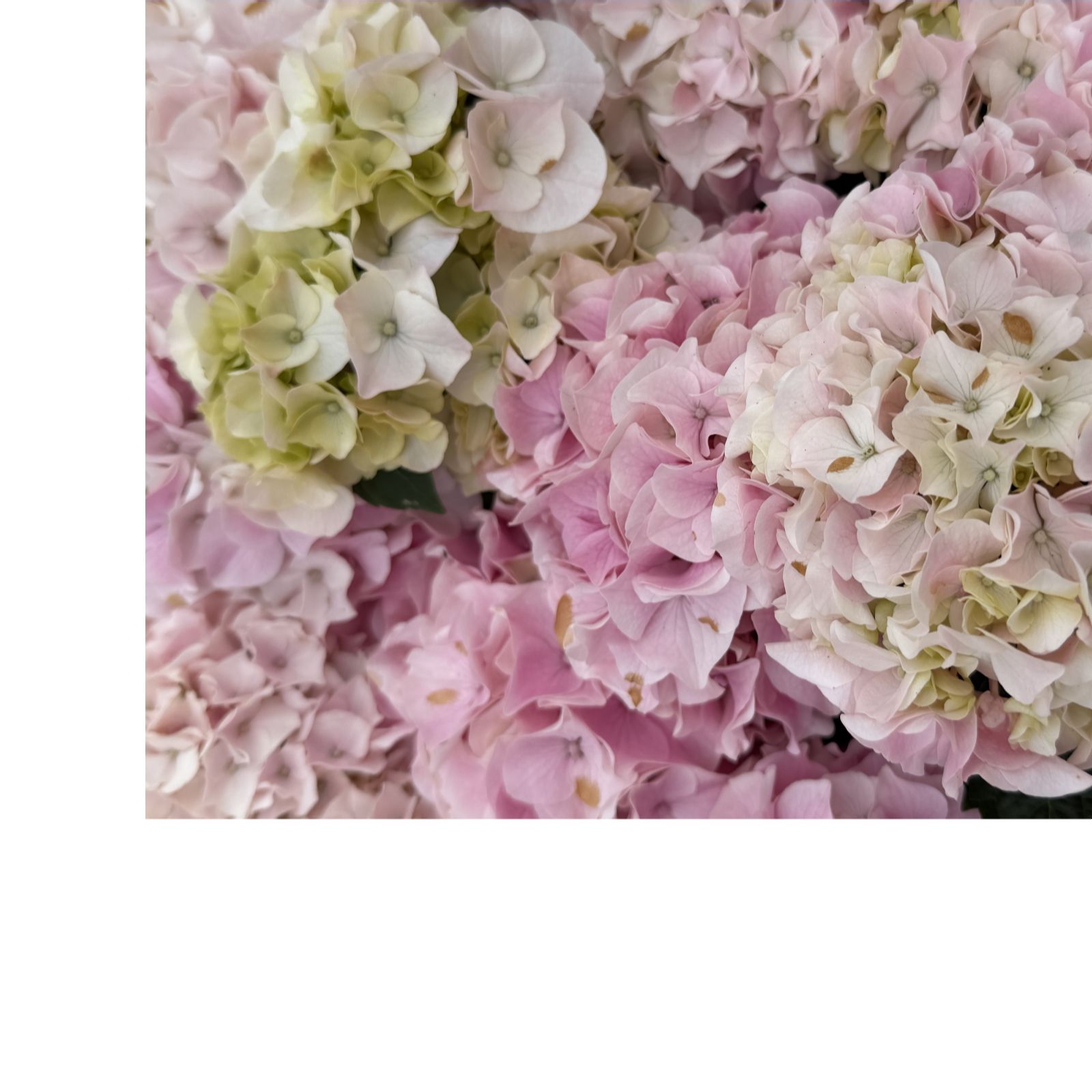 Plants 2 Gardens Hydrangea Hi Diamond 4.5ltr