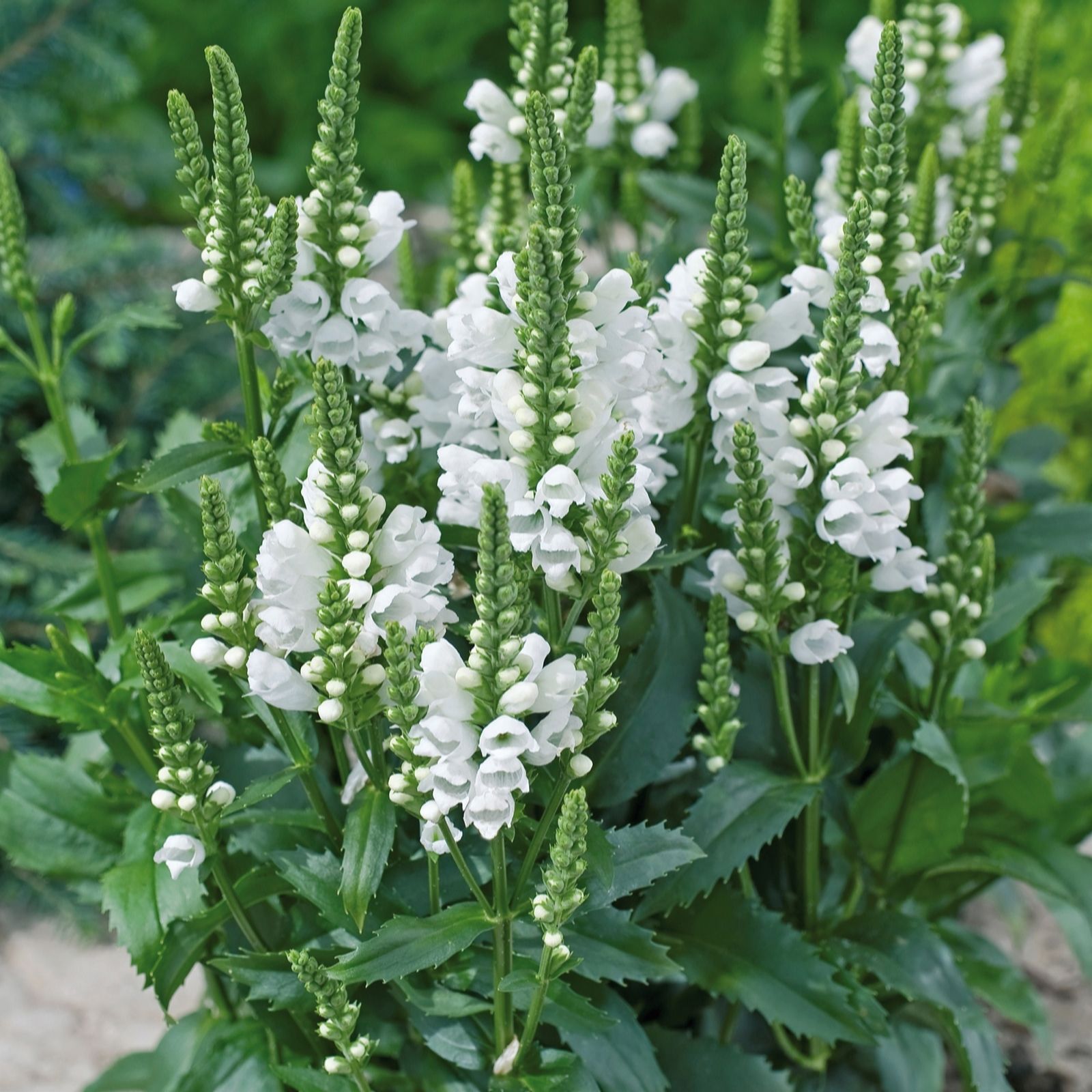 Plants2Gardens Physostegia White 3 x 2ltr