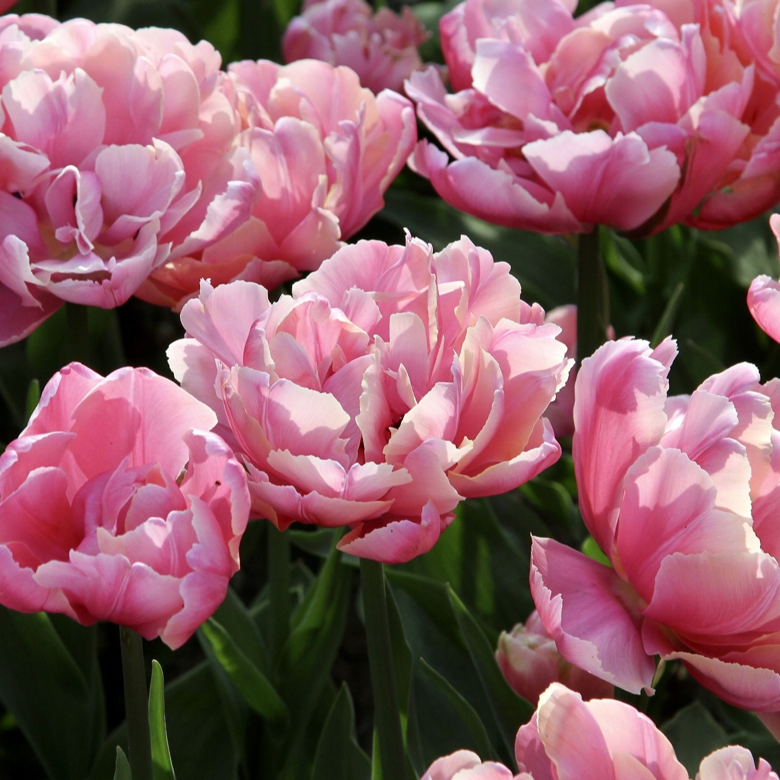 Plants2Gardens Tulip Double Collection 21 x 11/12 Bulbs