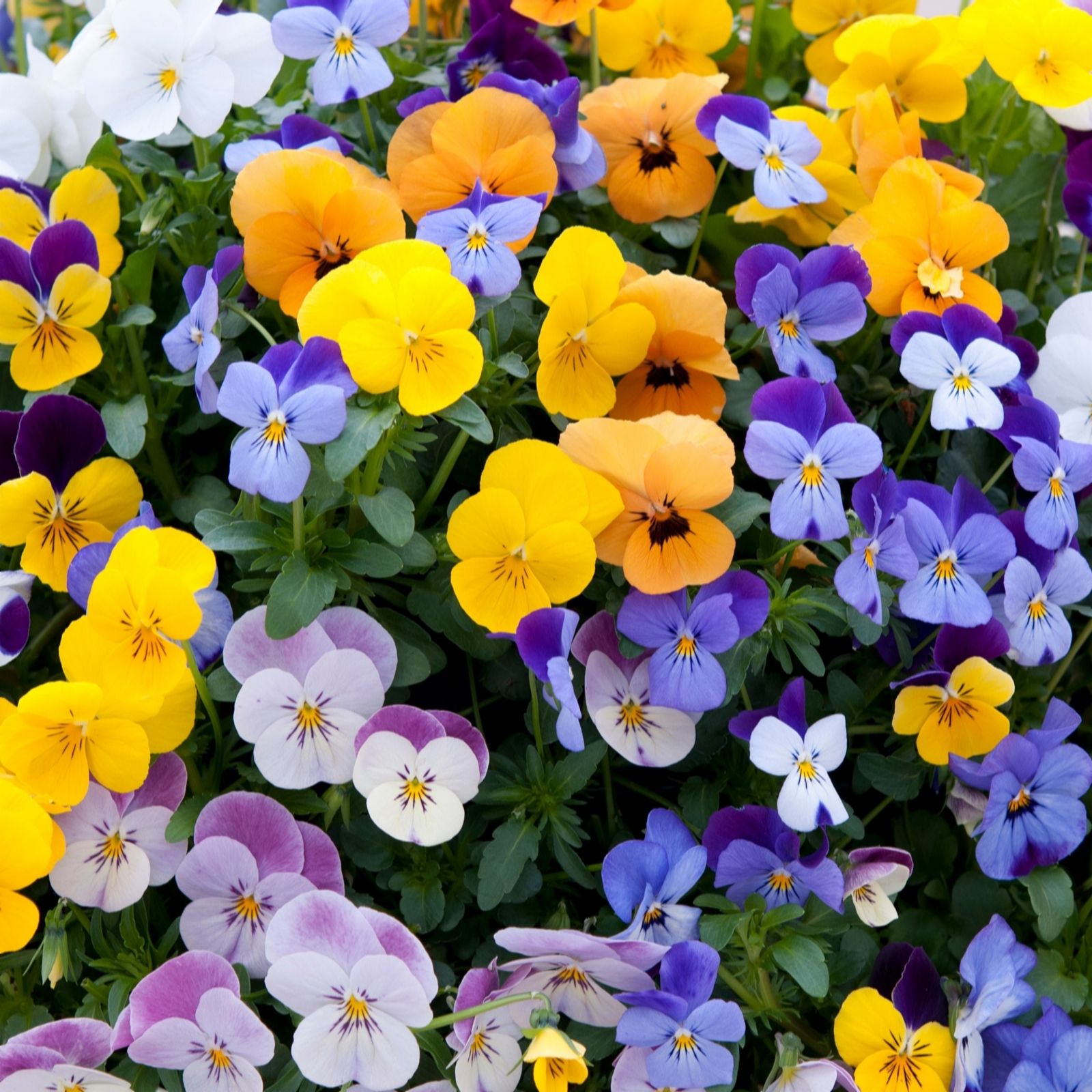 YouGarden Viola Teardrops Garden Ready Plants x20