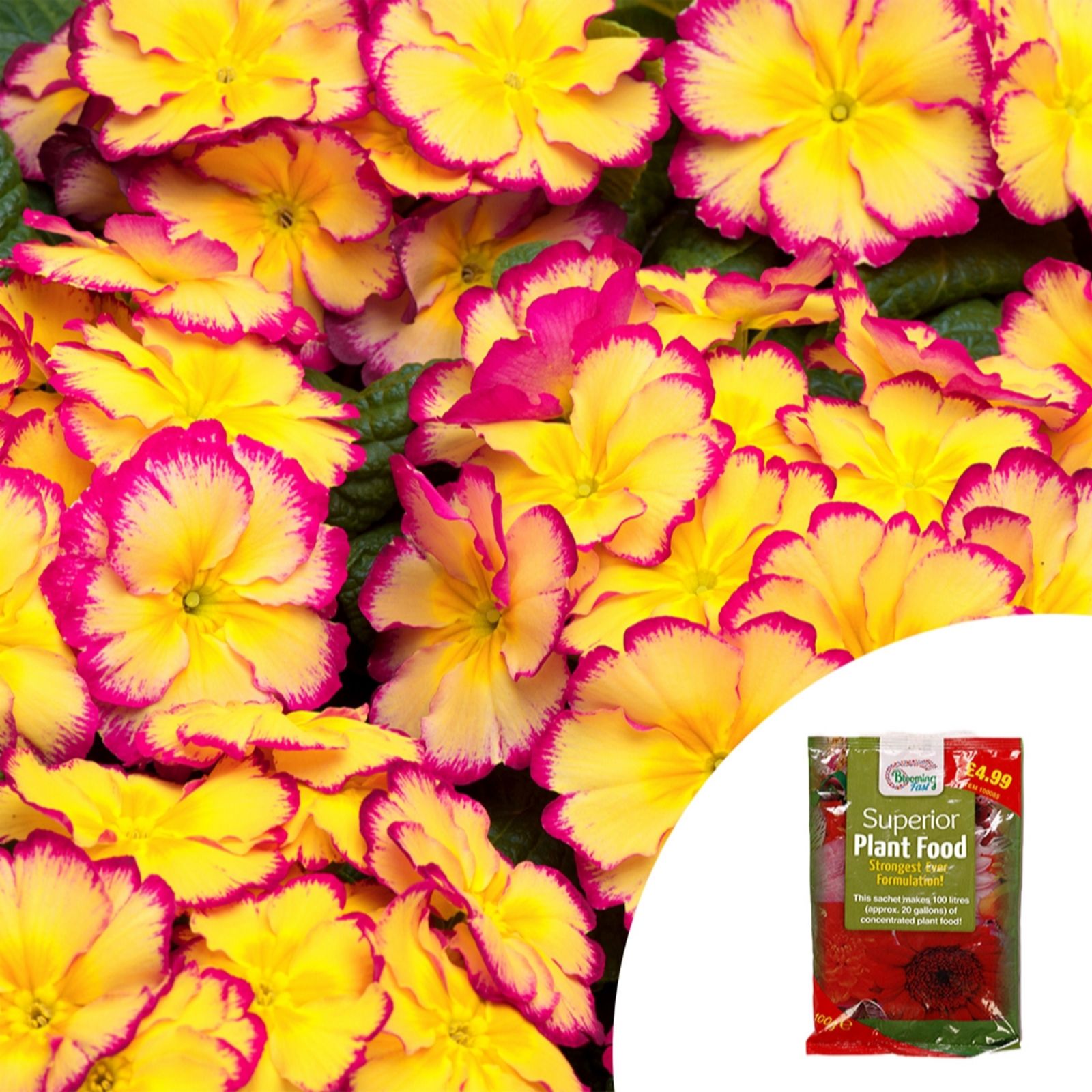 YouGarden Primrose Rhubarb & Custard Garden Ready Plants x20