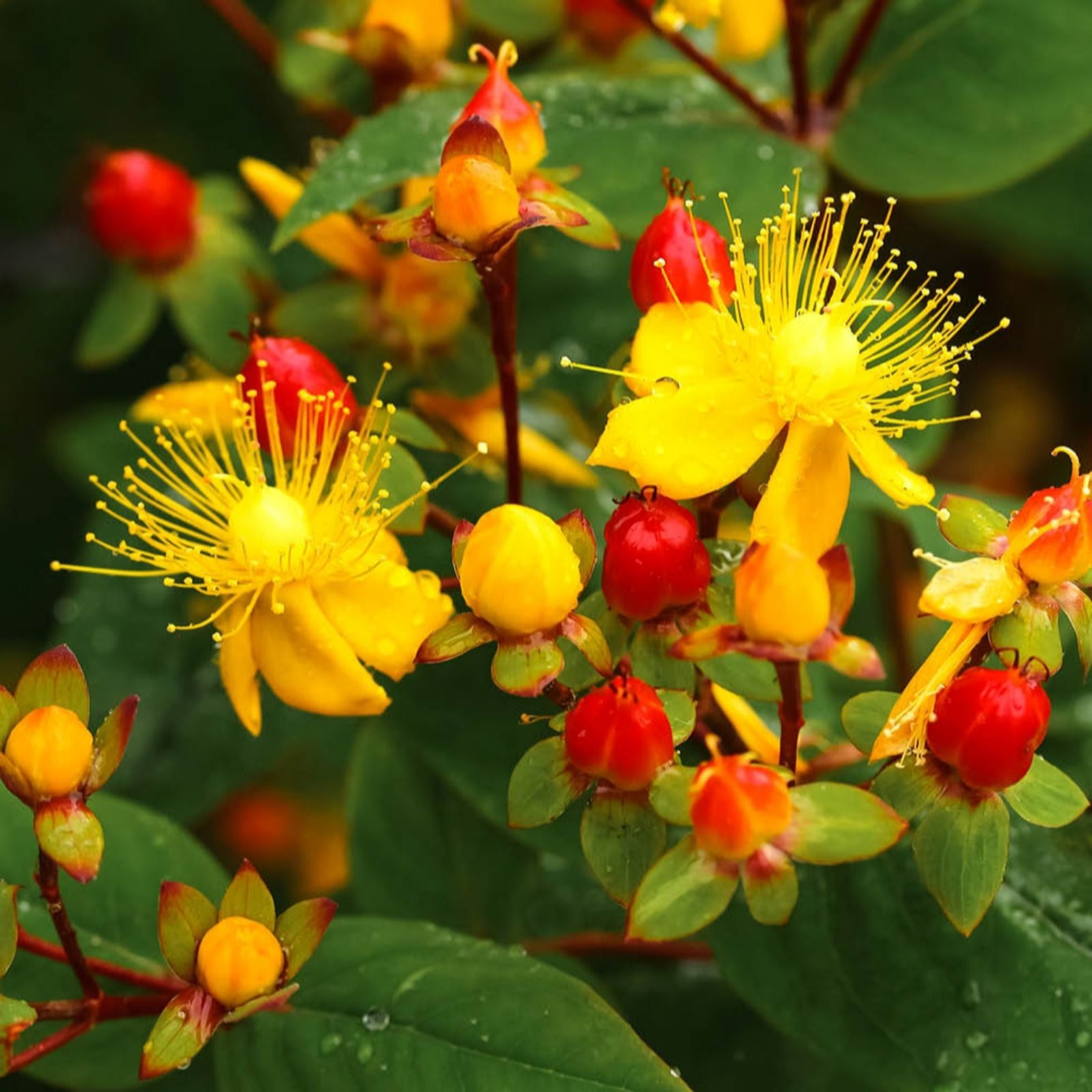 YouGarden Hypericum 'Miracle Attraction' in 2L Pot