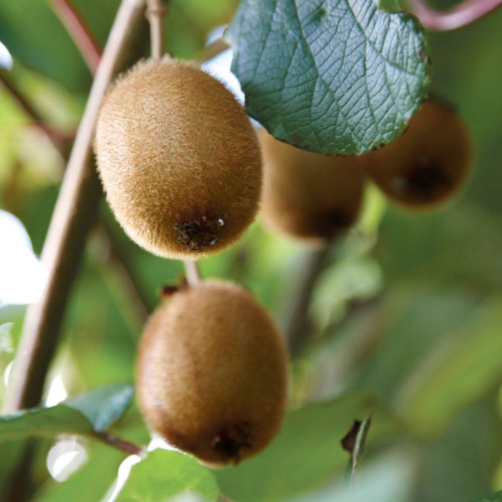 YouGarden Kiwi Fruit (Actinidia deliciosa) in 9cm pots x3