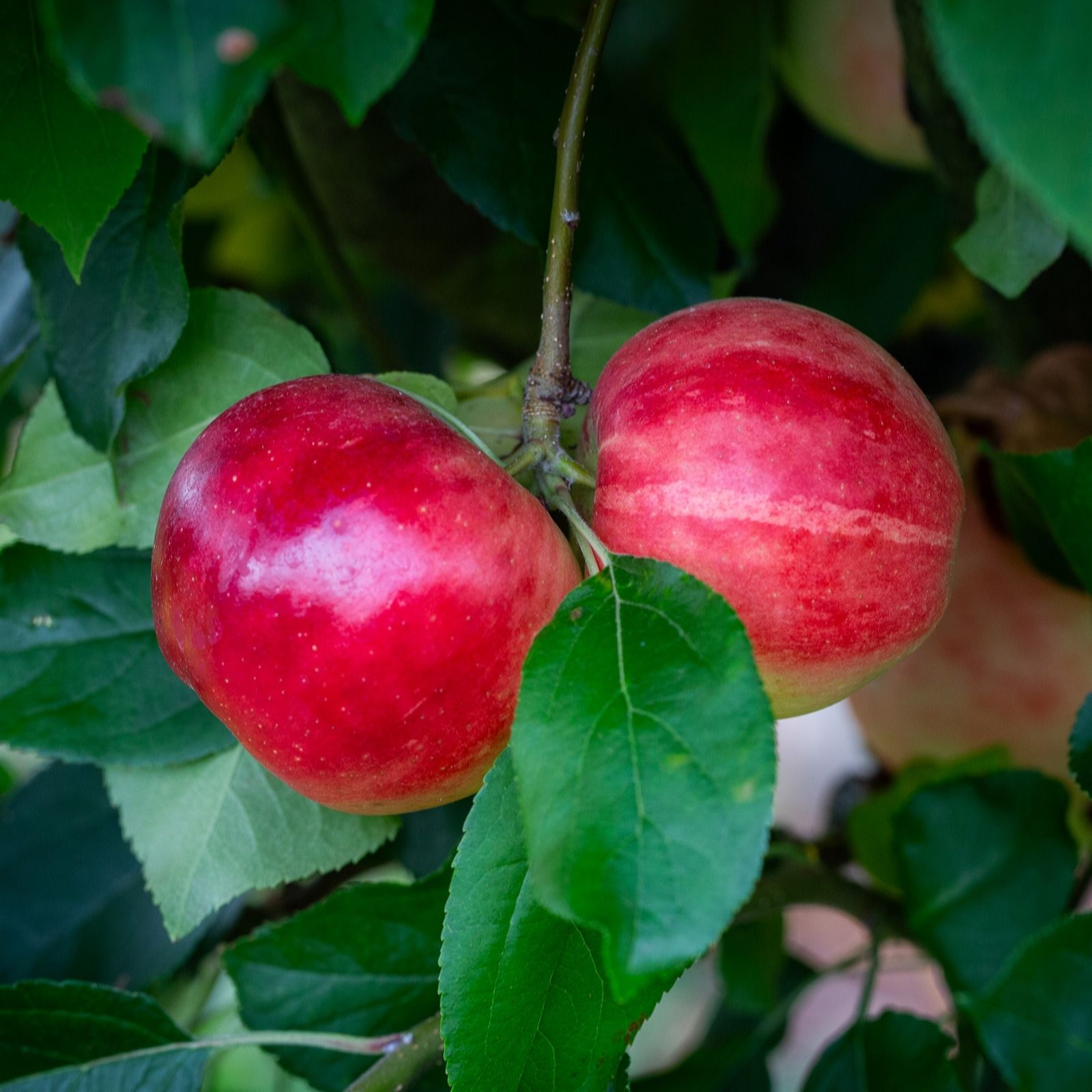 Frank P Matthews Apple (Malus) Scrumptious in 11.5 Litre Container