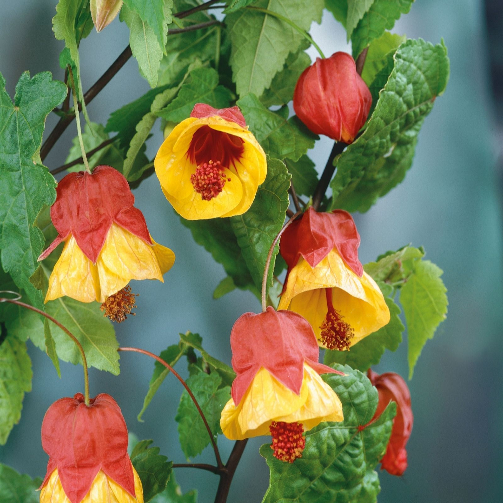 Plants2Gardens Abutilon Megapotamicum