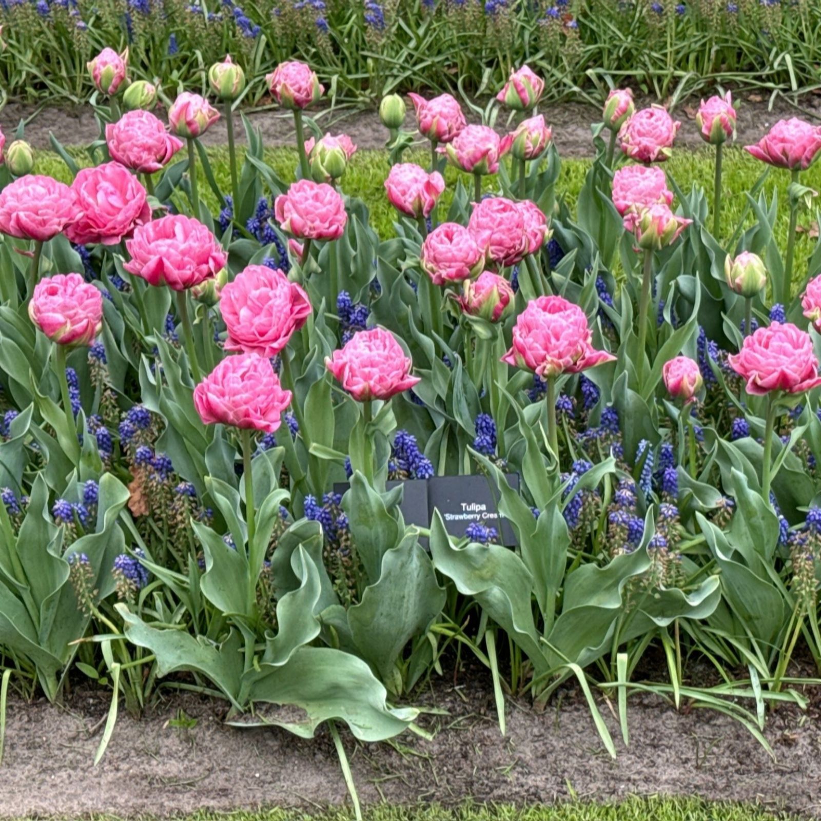 Thompson & Morgan Tulip Strawberry Cream 8 Bulbs