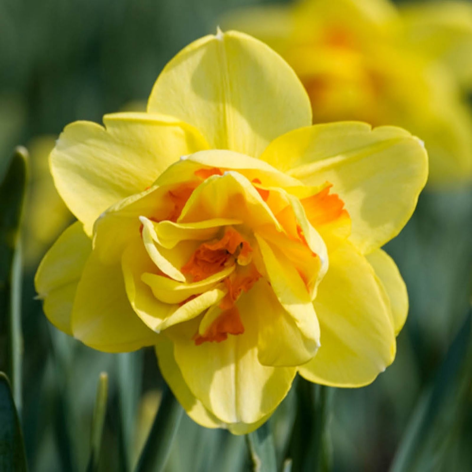 YouGarden Narcissus 'Tahiti' x36 bulbs