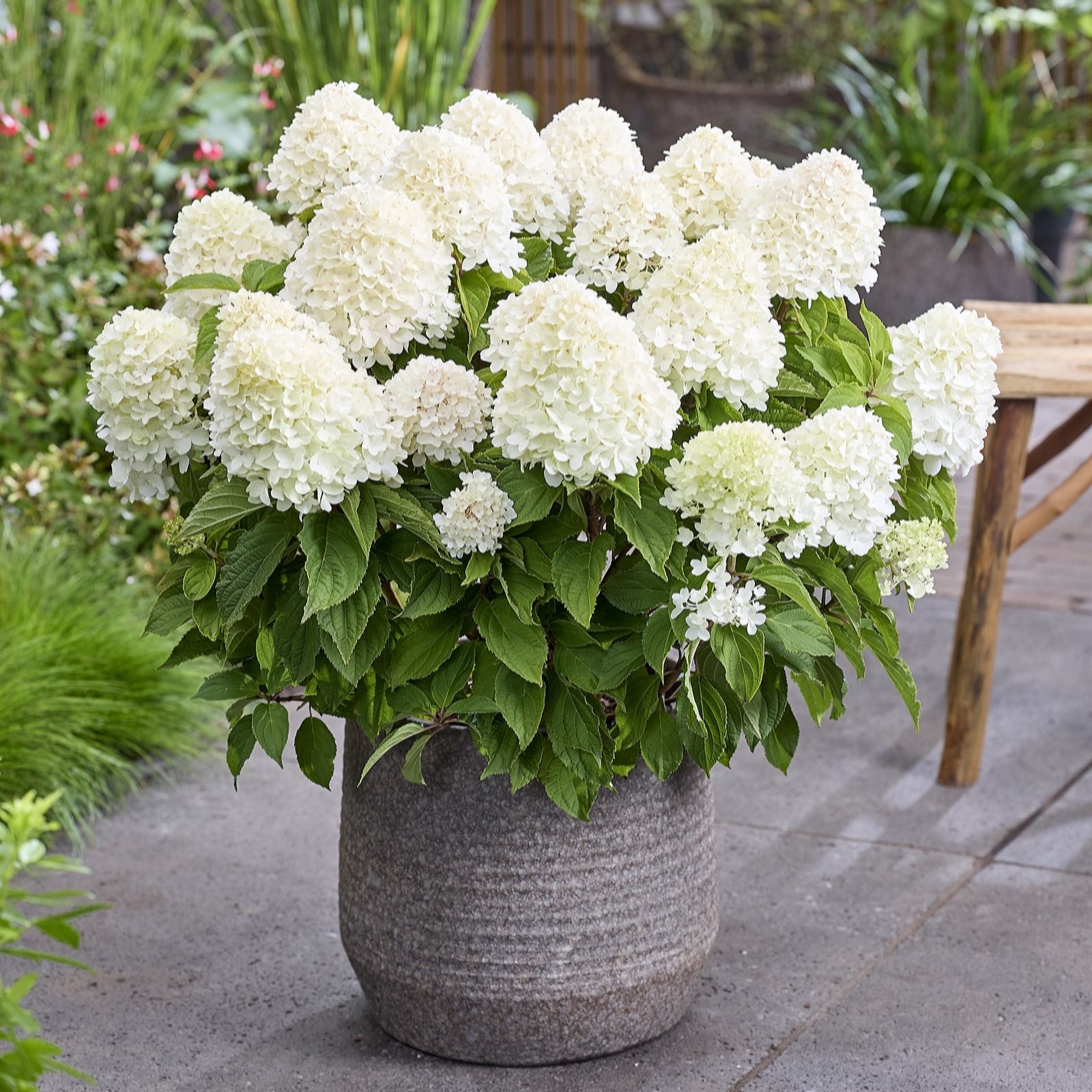 Thompson & Morgan Hydrangea Living Duo