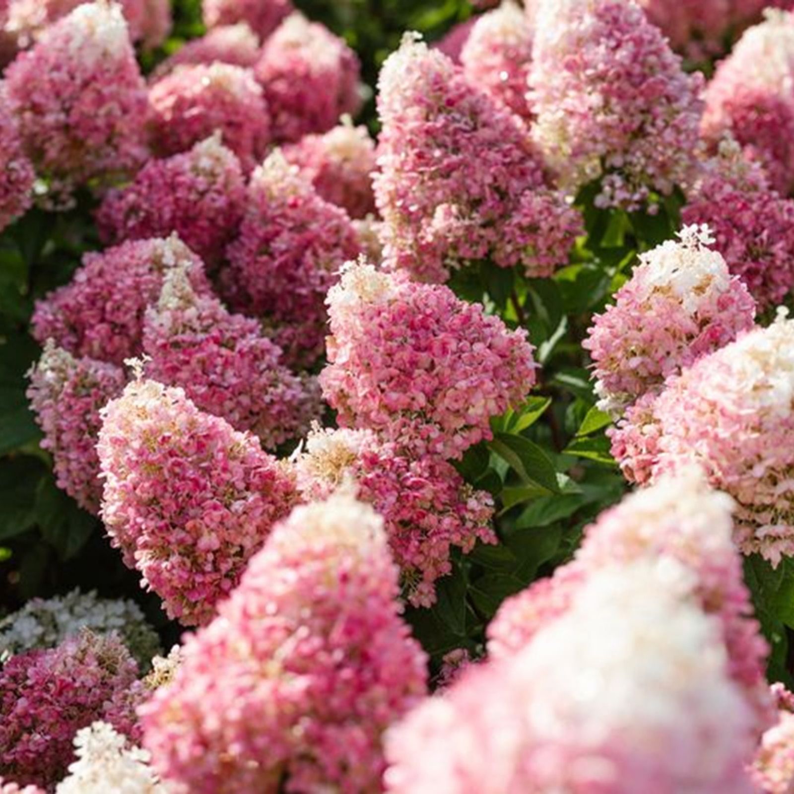 Thompson & Morgan Hydrangea Living Duo