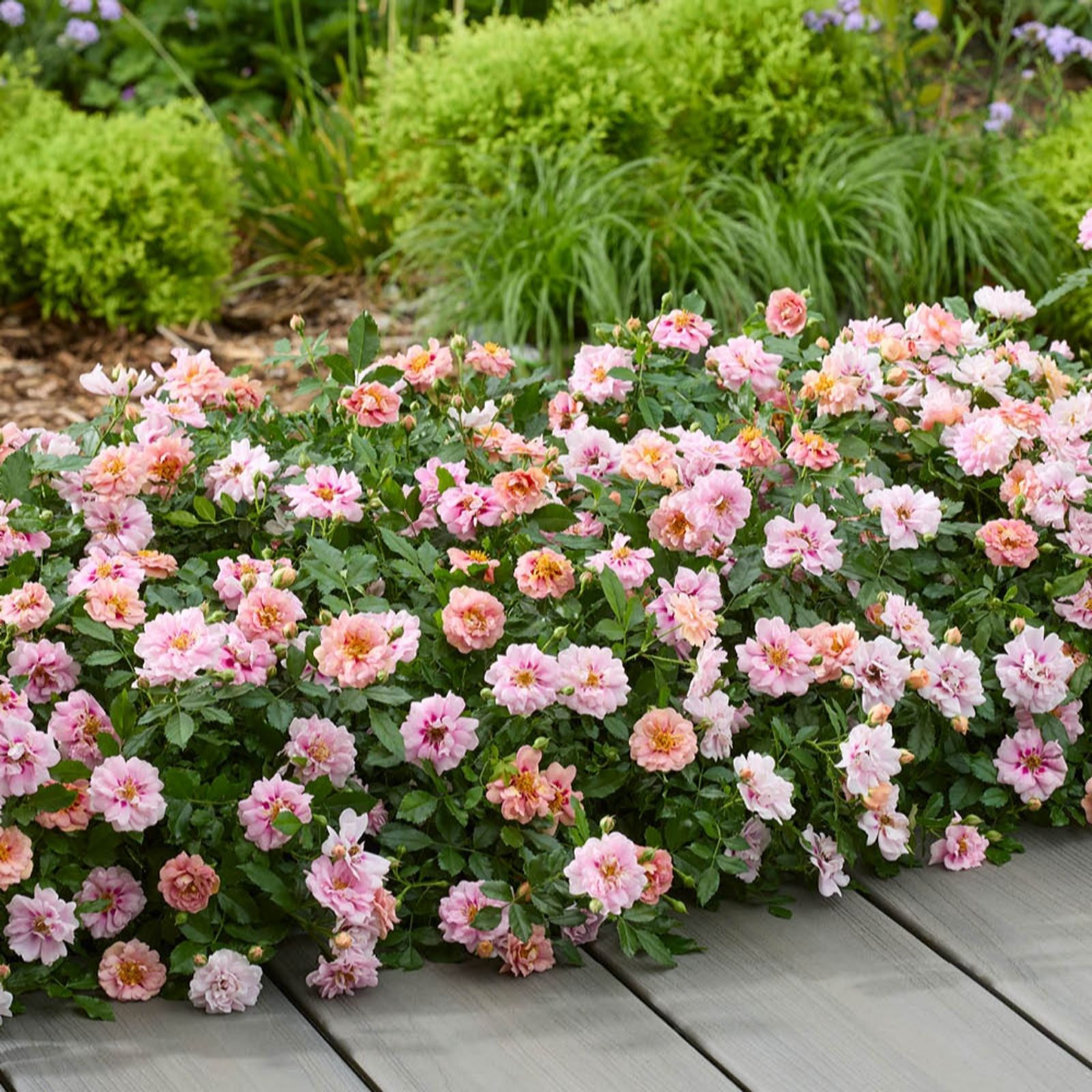 YouGarden Rose 'Amirose' in 14cm Pots x3