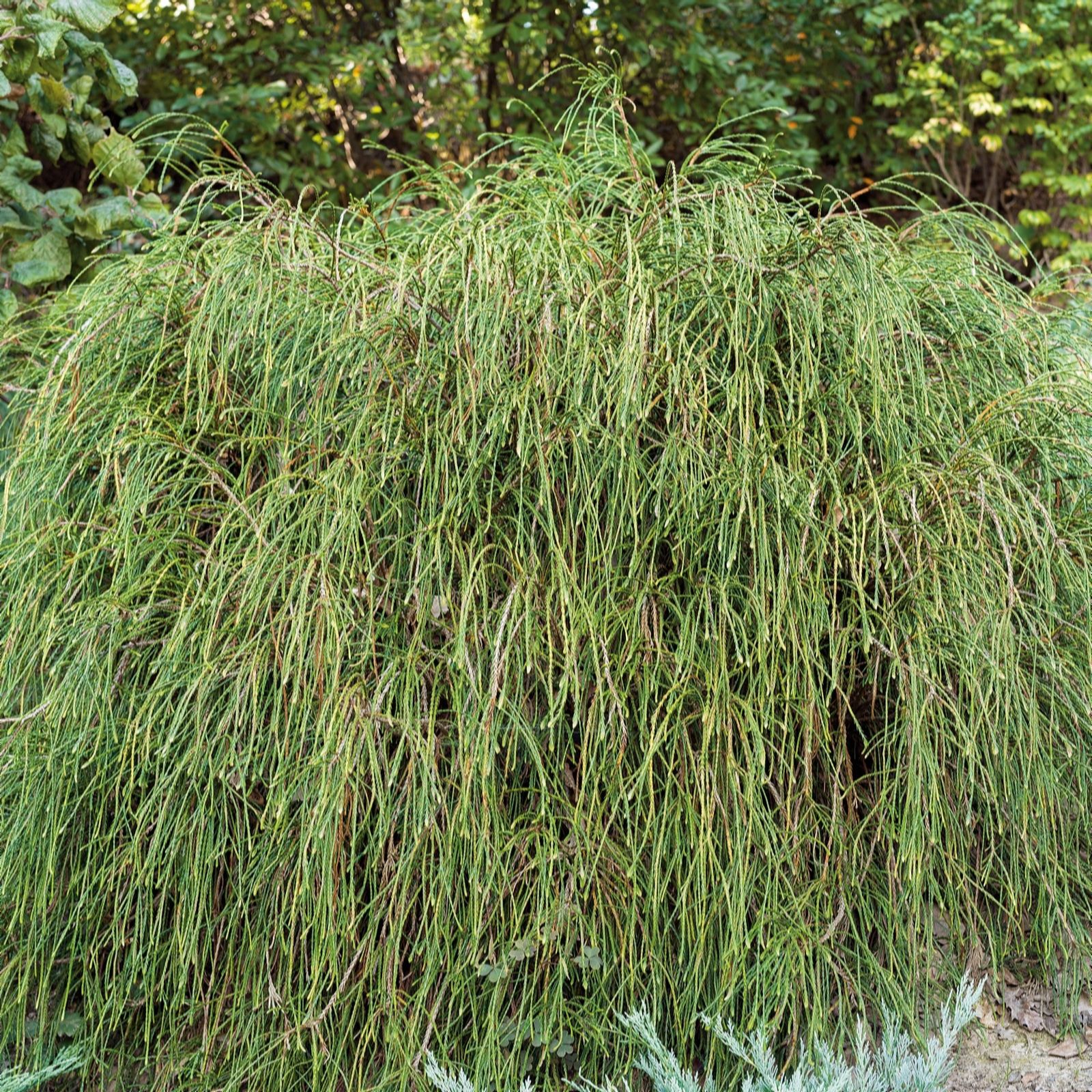Plants2Gardens Thuja Whipcord 3ltr