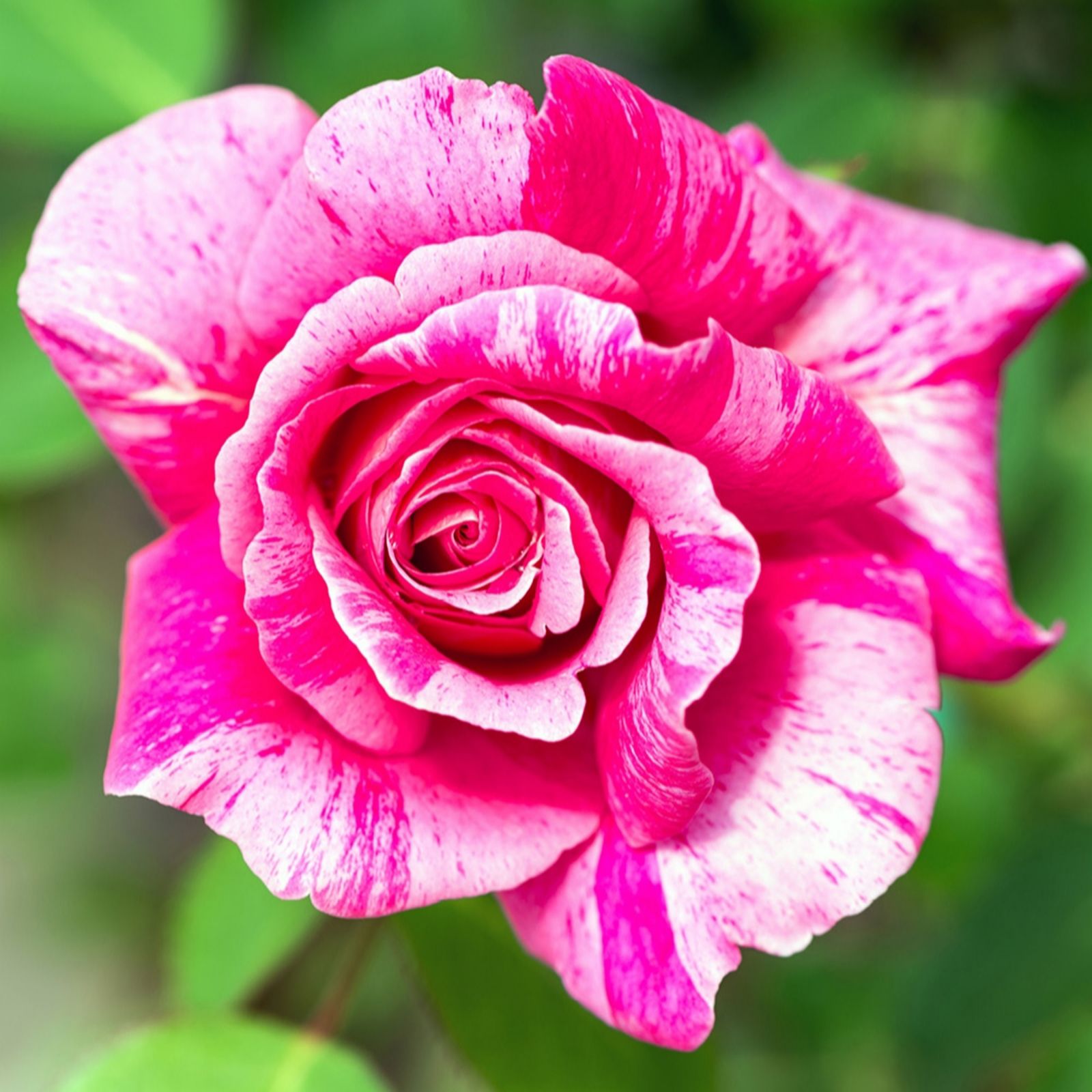  YouGarden Pair of Rose 'Ferdinand Pichard' Bare Roots