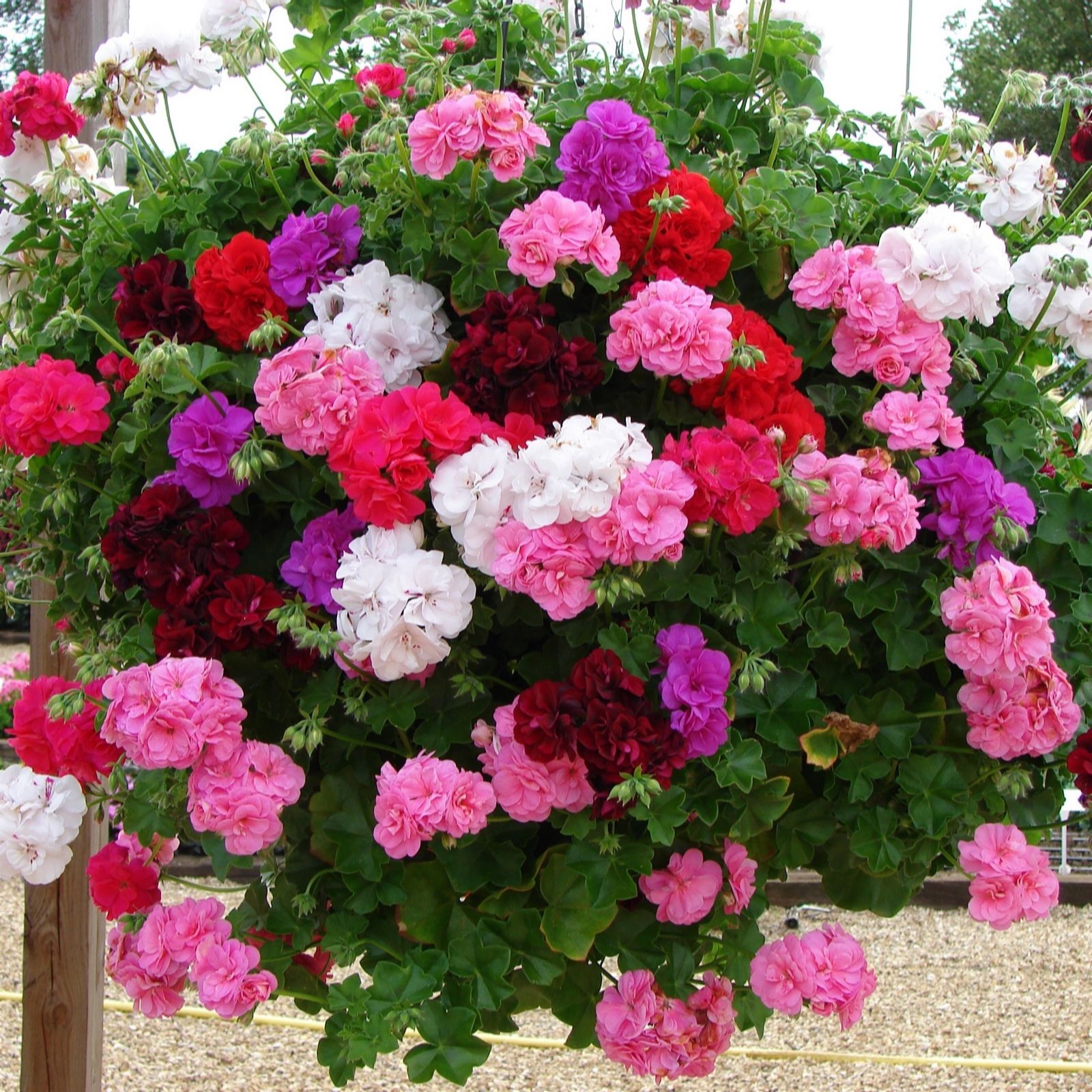 Hayloft Plants Trailing Ivy Leaved Rosebud Geraniums 10 x Plants