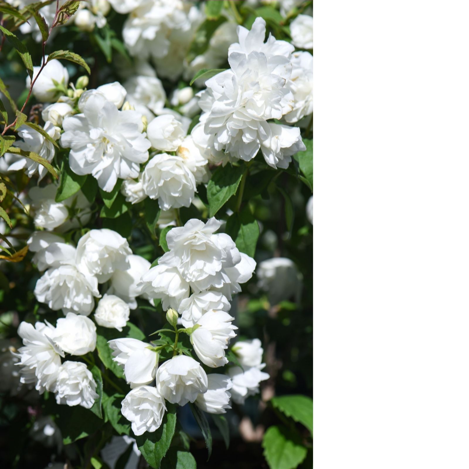 Thompson & Morgan Philadelphus Virginal 3L Pot x 1