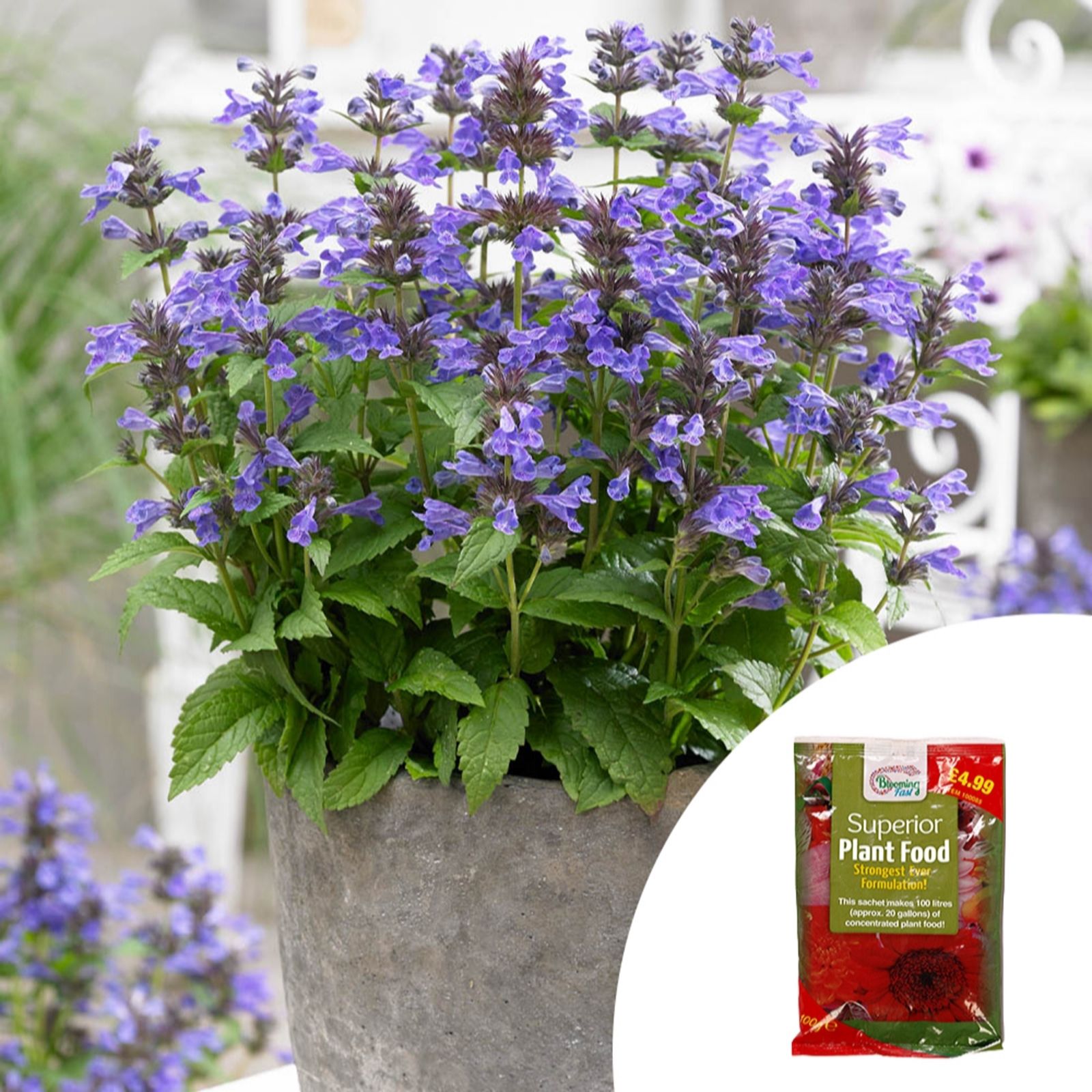 YouGarden Nepeta Catmint 'Neptune' in 9cm Pots & 100g Fertiliser