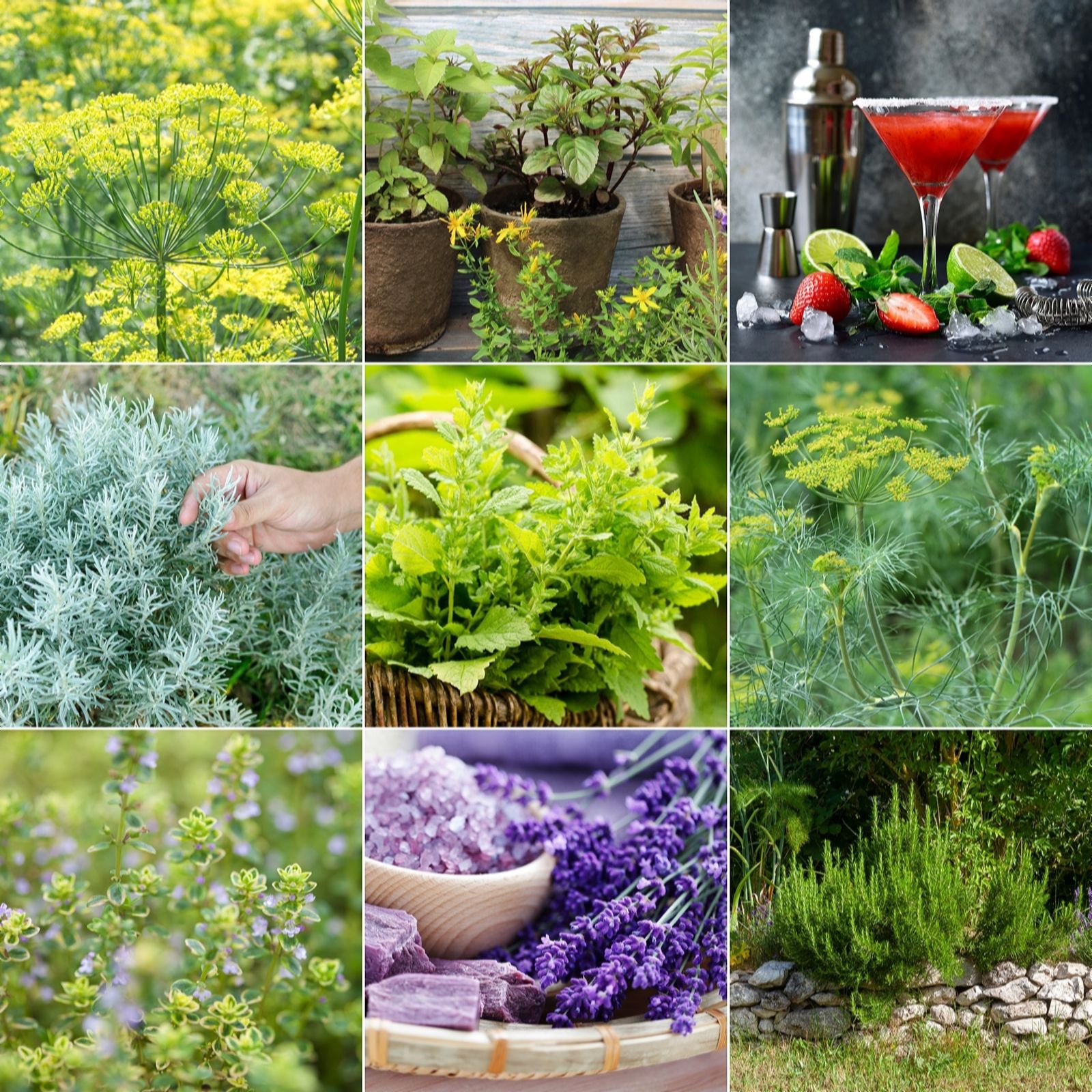 Fyne Herbs Best Scented Herbs x9