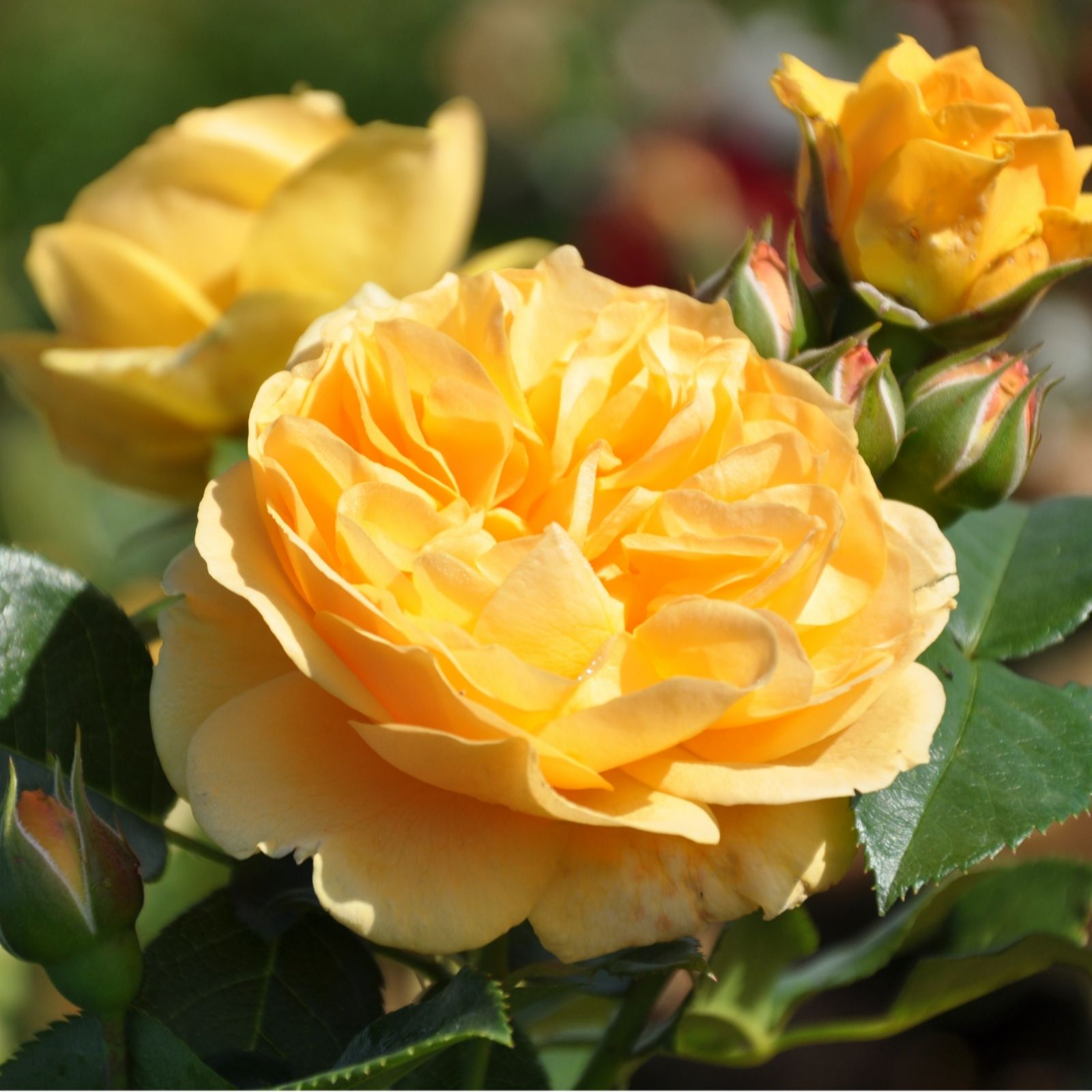 Plants2Gardens Rosa Standard 6ltr