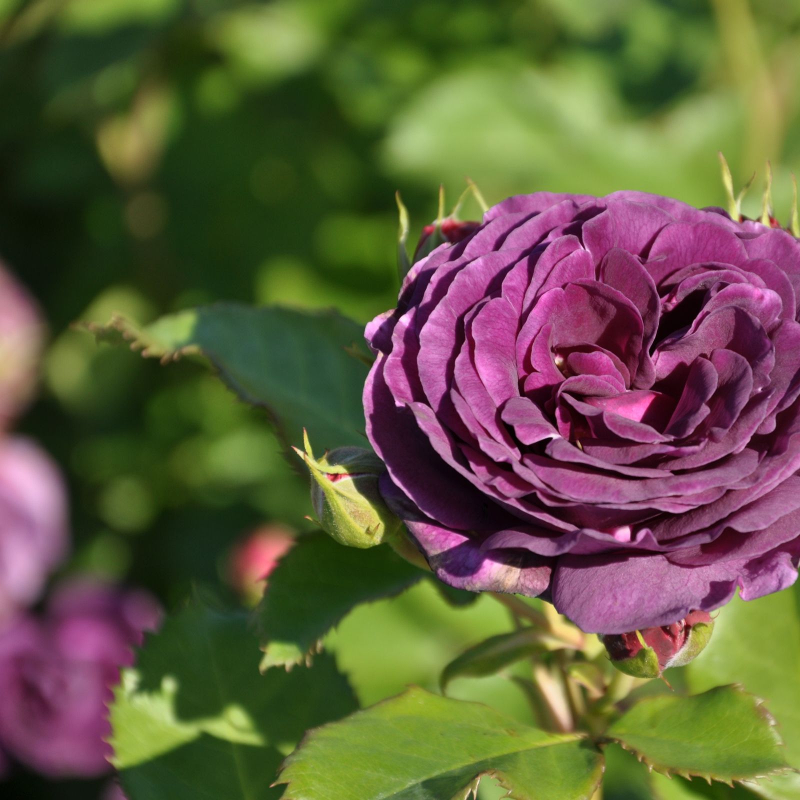 Plants2Gardens Rosa Standard 6ltr