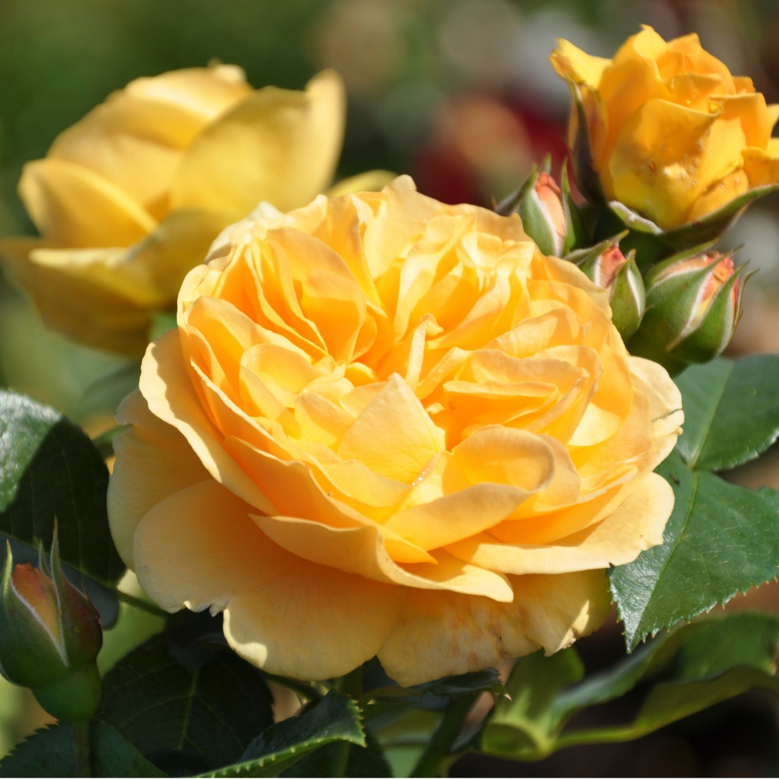 Plants2Gardens Rosa Standard 6ltr