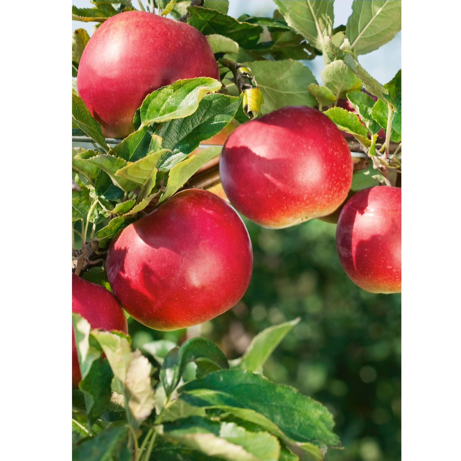 Plants2Gardens Apple Bramley 7.5L