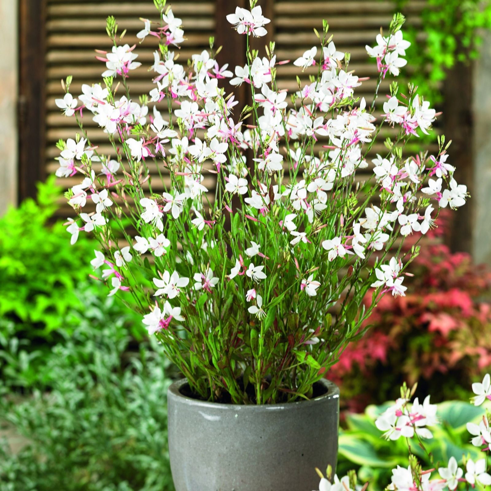 Plants2Gardens Gaura Gaudi White 3 x 2L