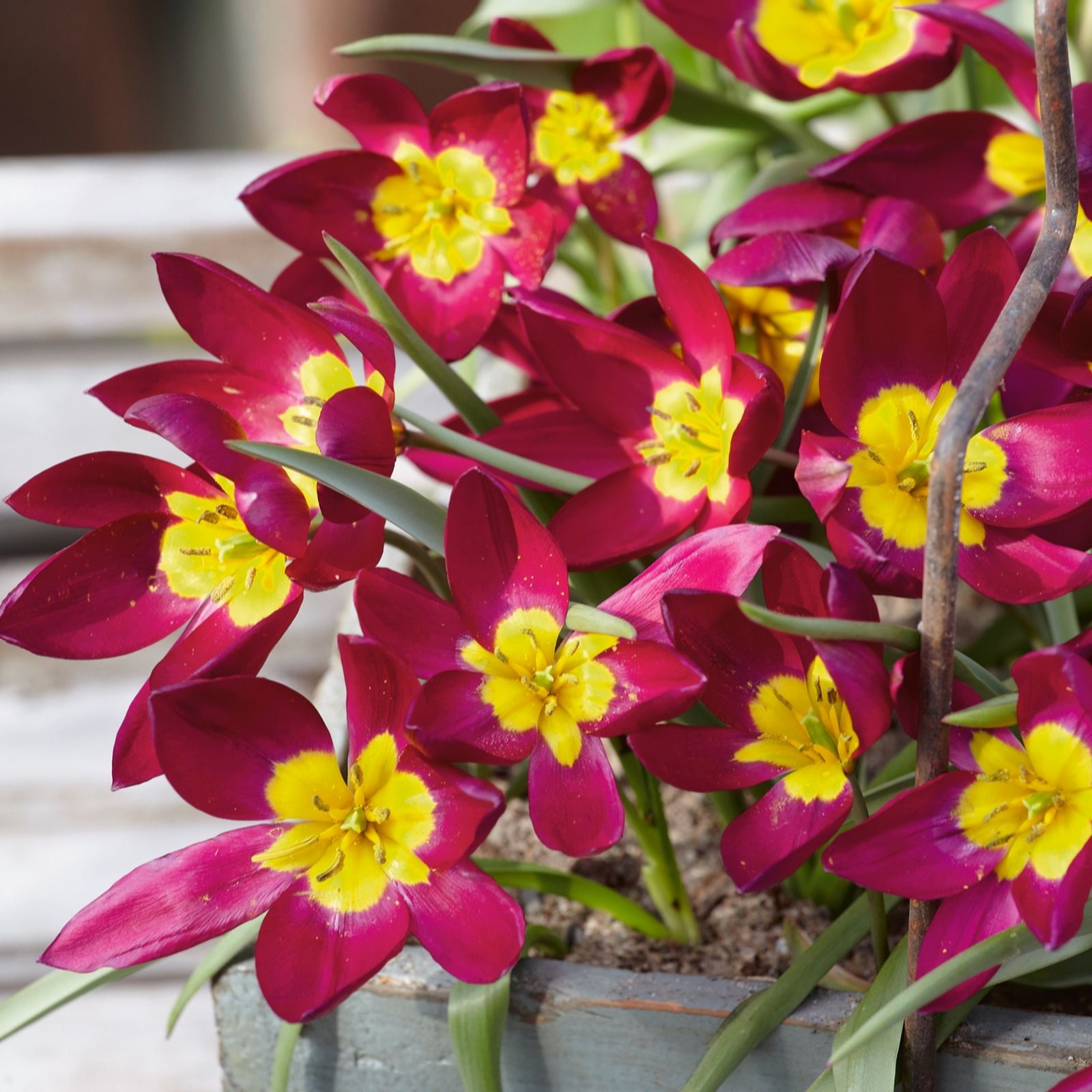 Plants2Gardens Tulip Odalisque 20 x 6+ Bulbs
