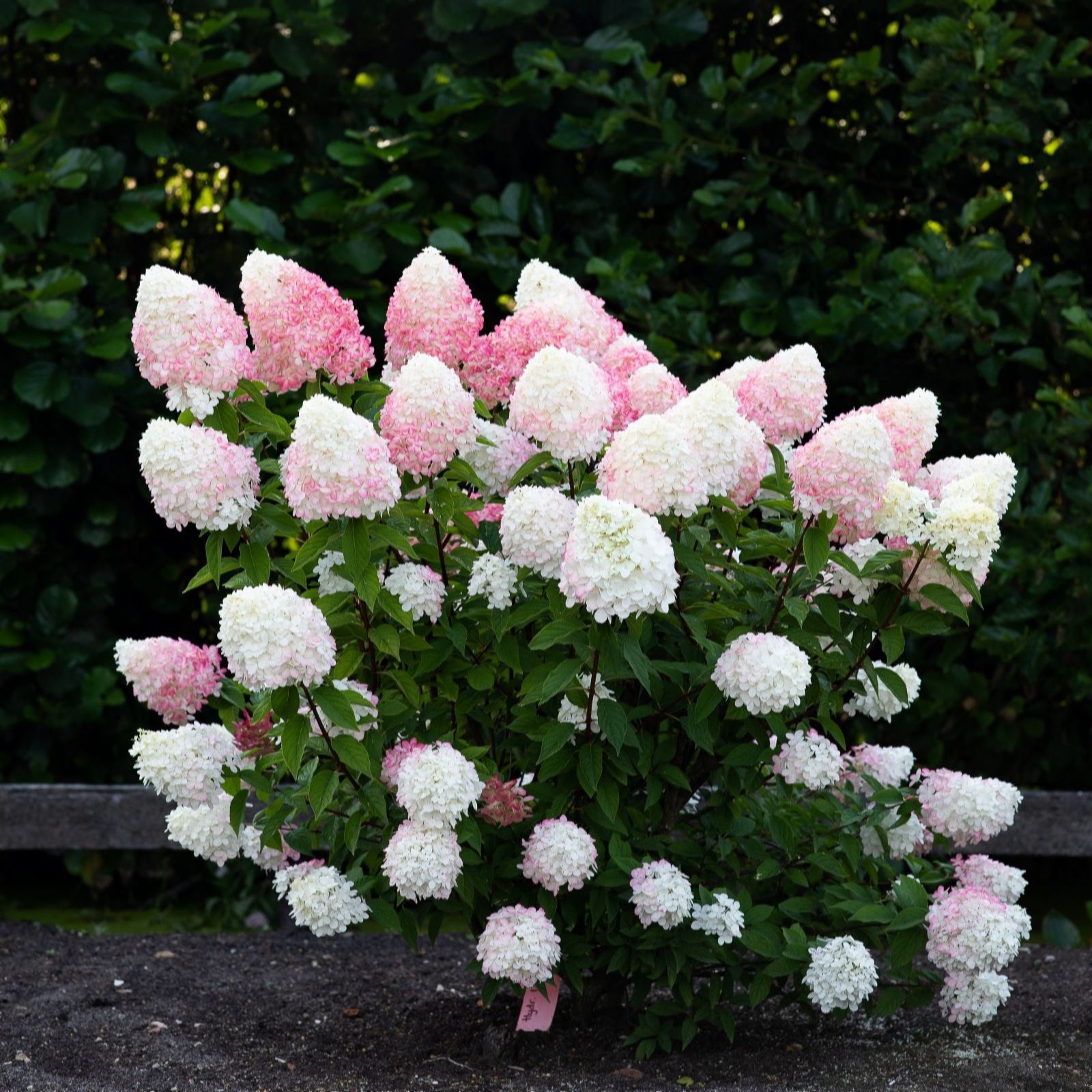 Thompson & Morgan Hydrangea Living Pink & Rose 1 Litre Pot x2