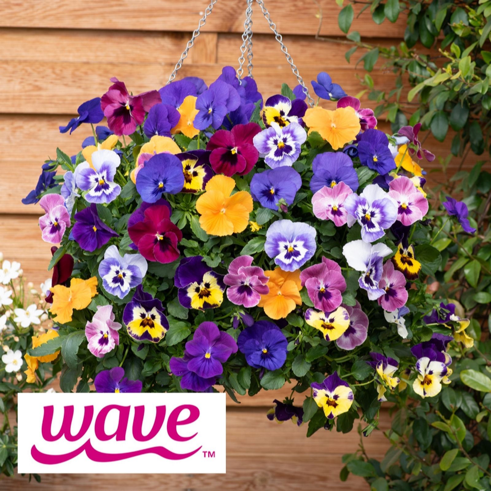 YouGarden Pansy Top Wave Plug Plants x 24