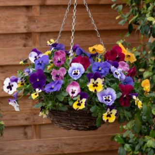 YouGarden Pansy Top Wave Plug Plants x 24
