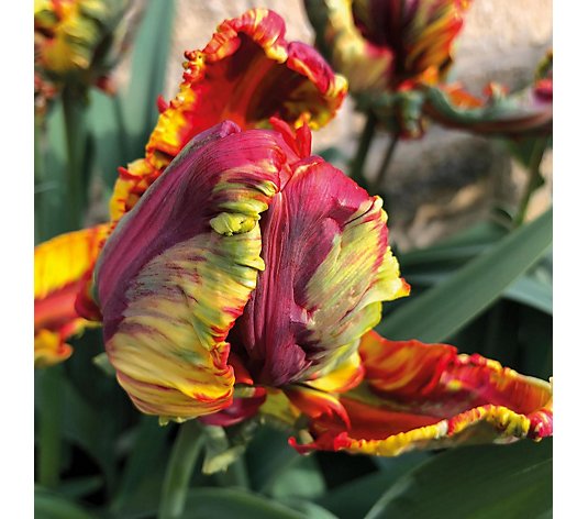 Hayloft Plants Rainbow Tulips 15 Bulbs