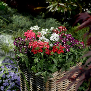 Plants2Gardens 40x 6cm Garden Ready Ultimate Summer Collection - 736285