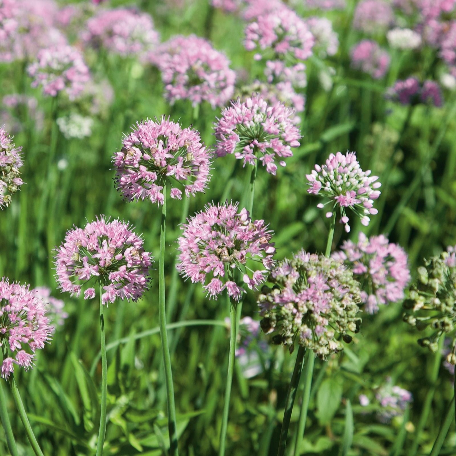 Plants2Gardens Allium Summer Beauty 2 x 2 Litre Pots
