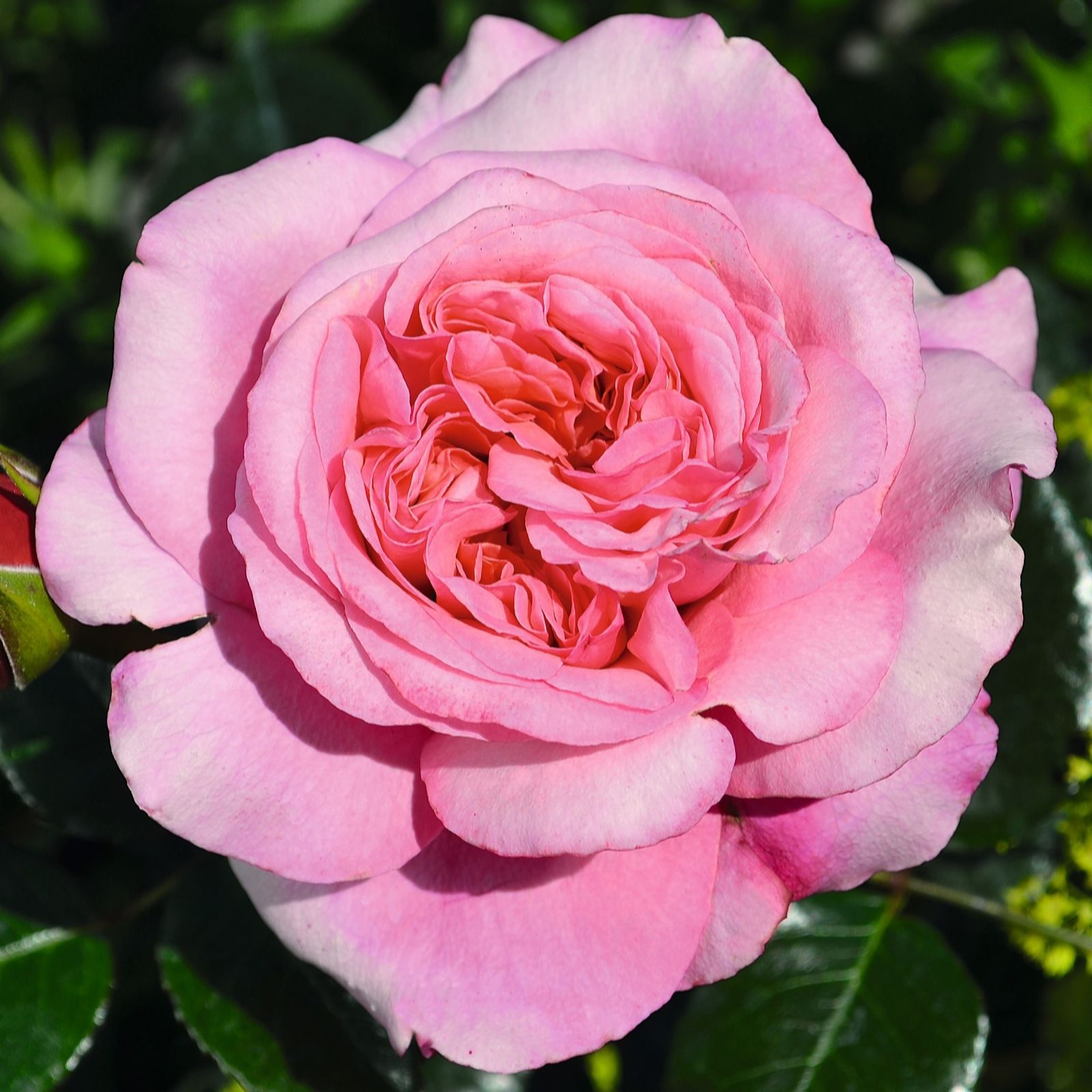 Hayloft Plants Timeless Rose in 4 Litre Pot QVC UK