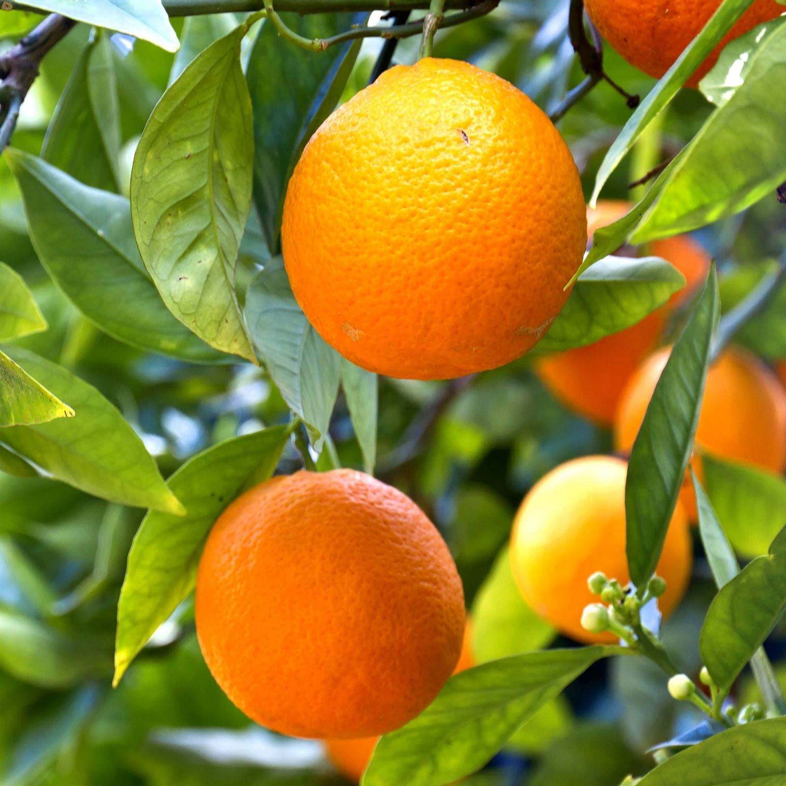 YouGarden Citrus Mandarin 5L pot