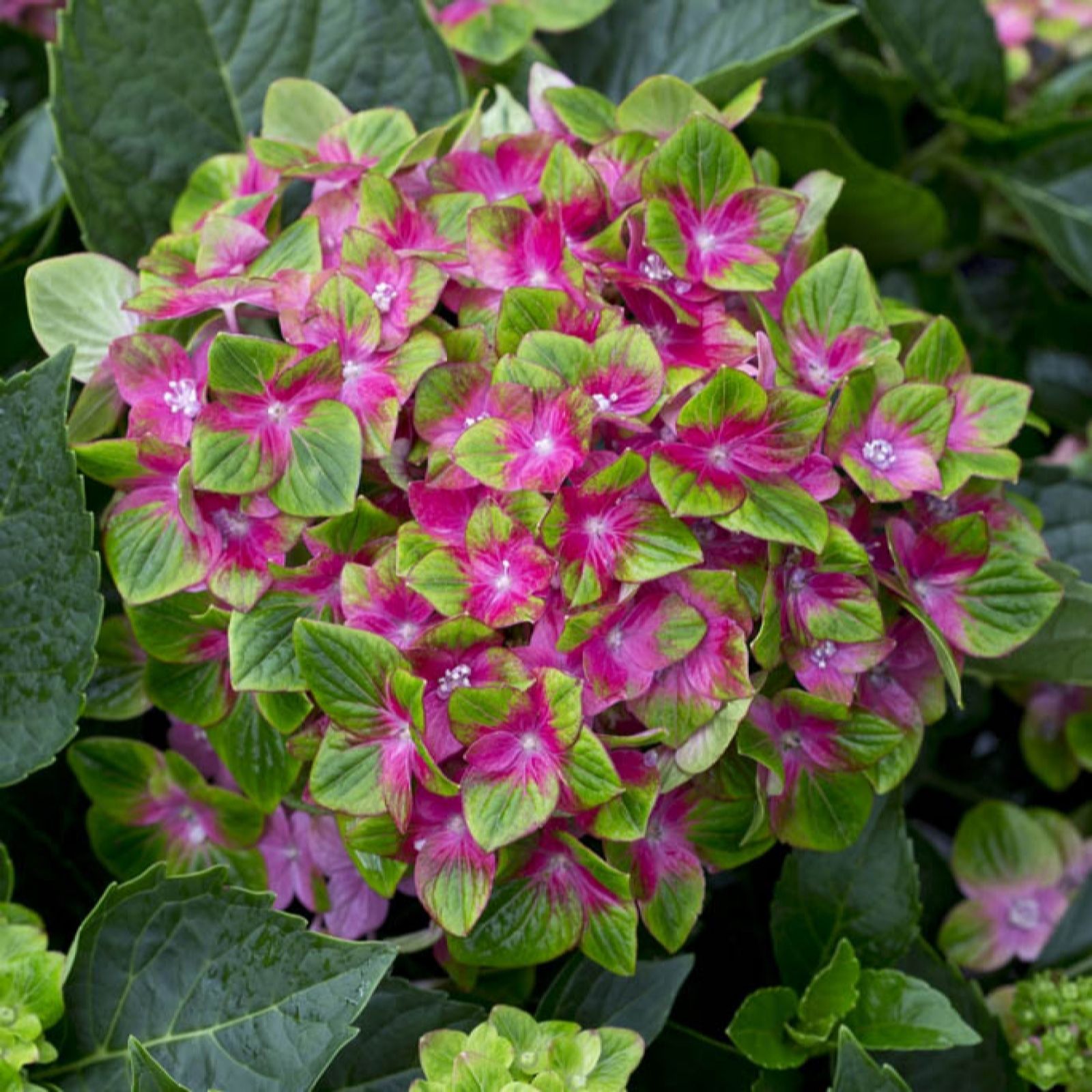 YouGarden Hydrangea 'Glam Rock' in 9cm Pots x2