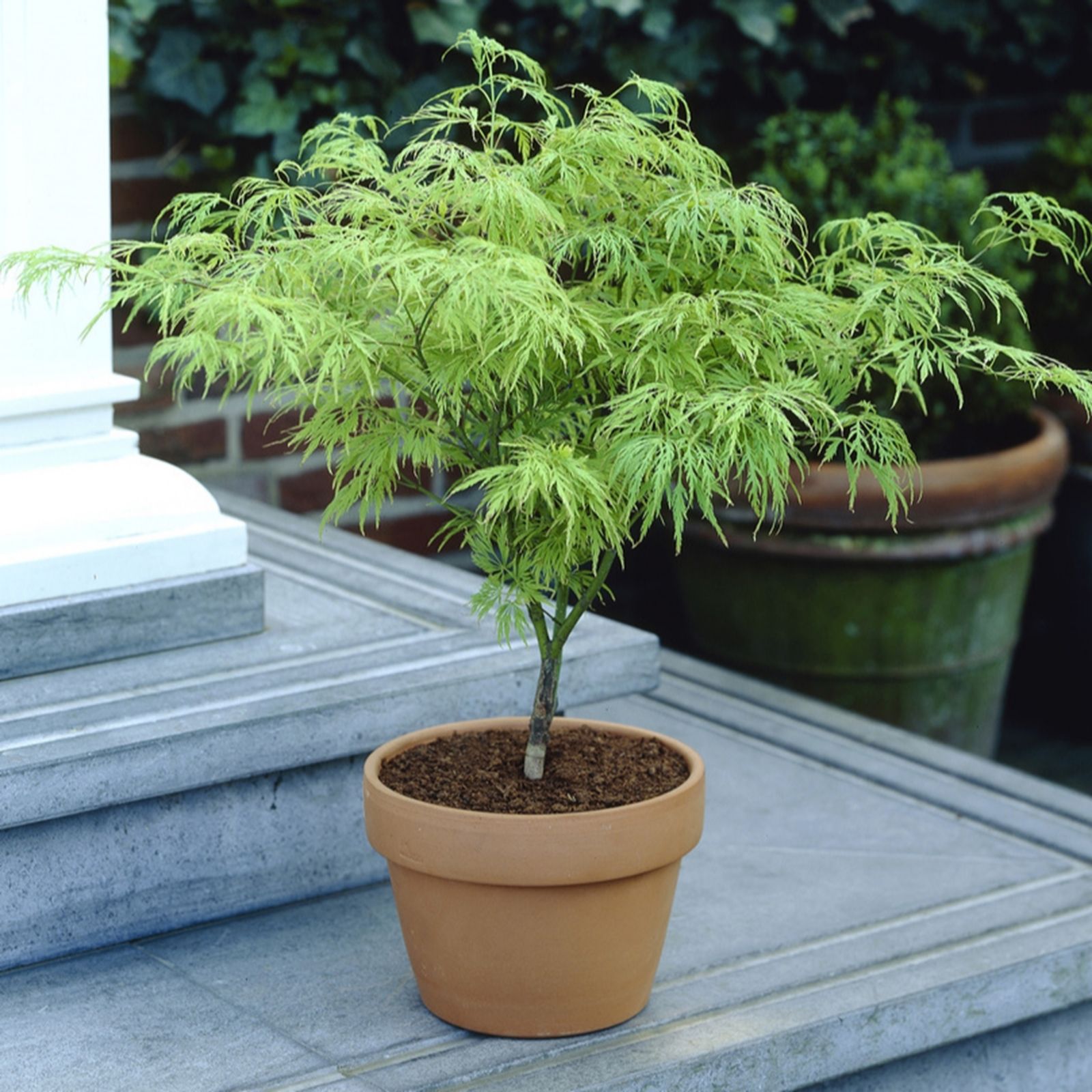 YouGarden Acer palmatum 'Dissectum' in a 3L pot