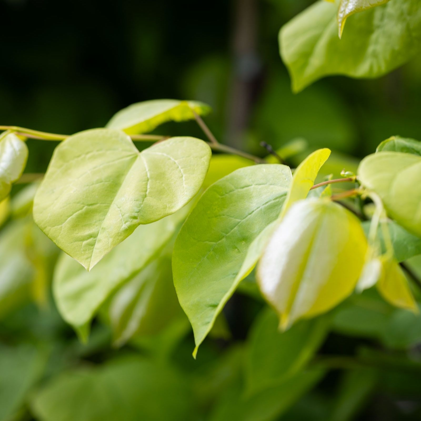 Frank P Matthews Cercis can Hearts of Gold in 12 Litre Container