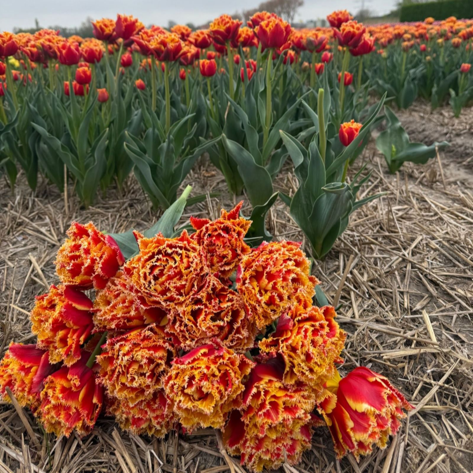 Thompson & Morgan Tulip Flames of Passion 8 bulbs