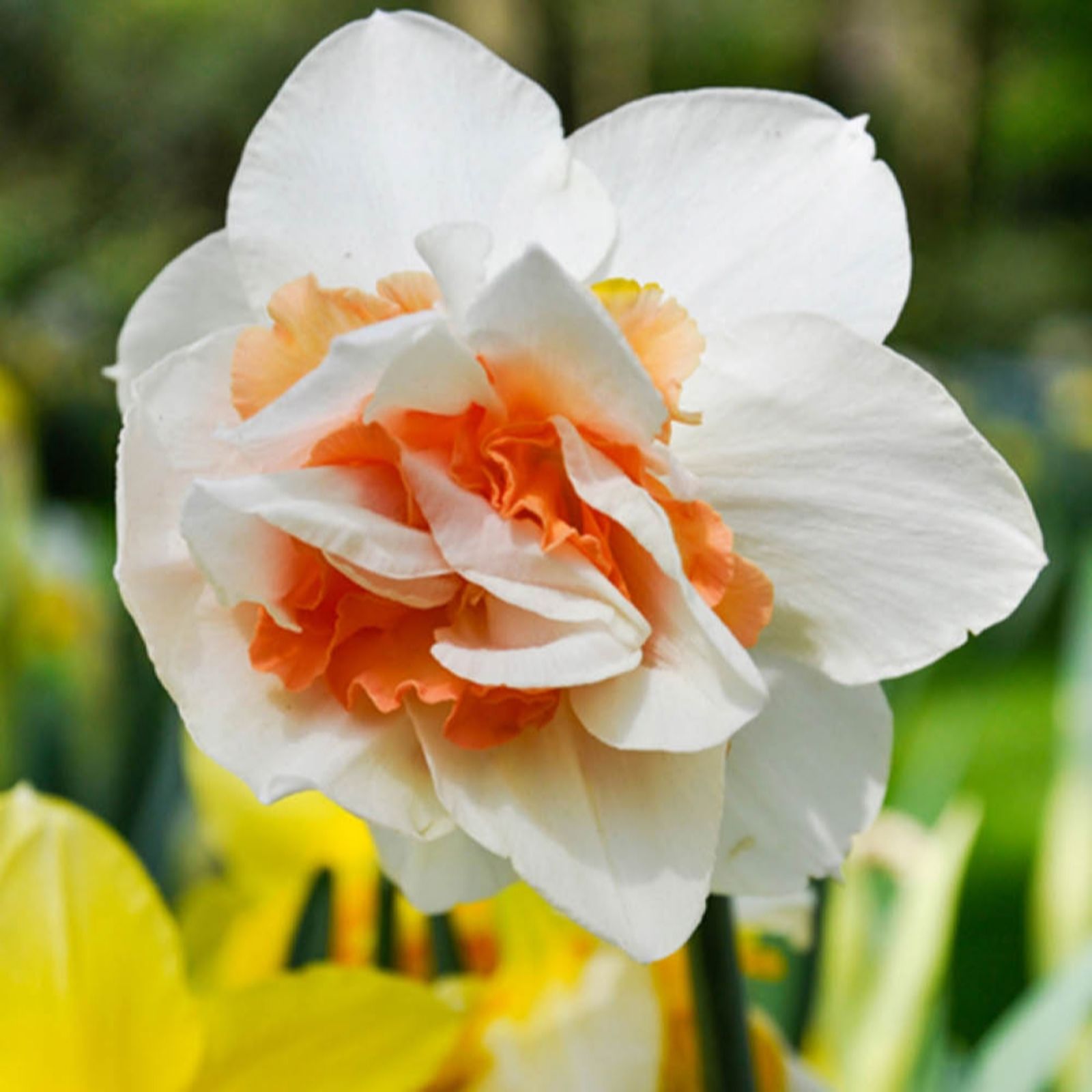 YouGarden Narcissus 'Replete' x30 Bulbs