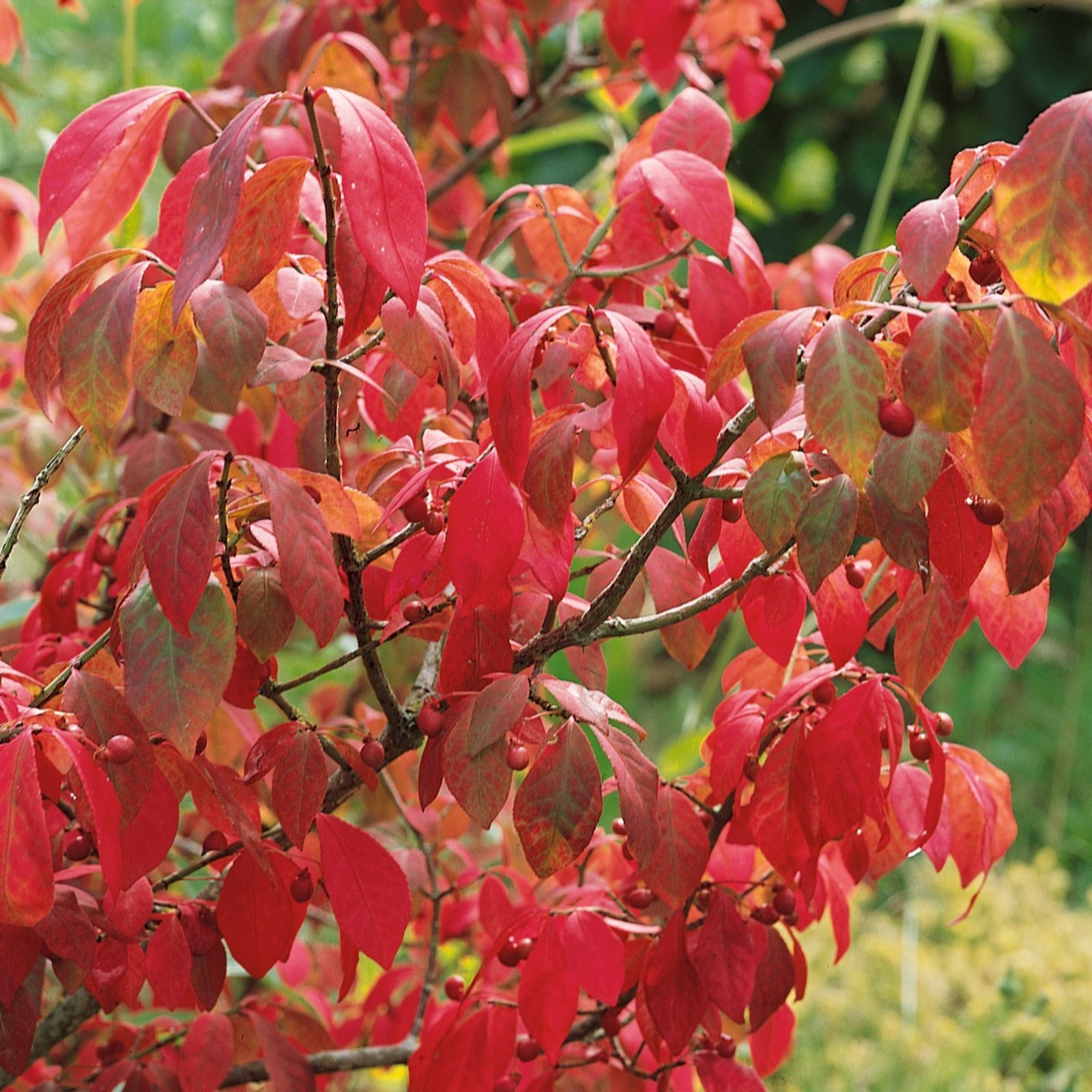 Plants2Gardens Euonymus Alatus 3ltr