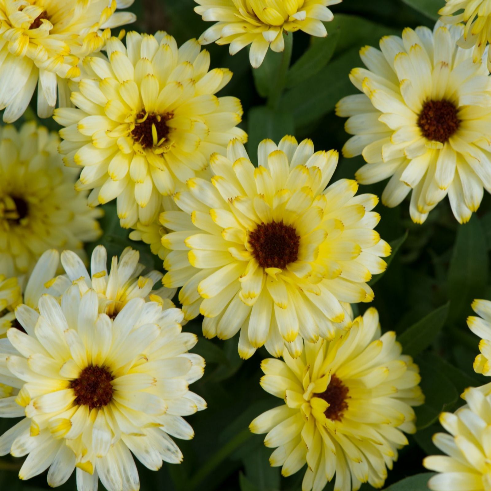Thompson & Morgan Calendula 'Bon Bon Mix' Garden Ready Plants x 24